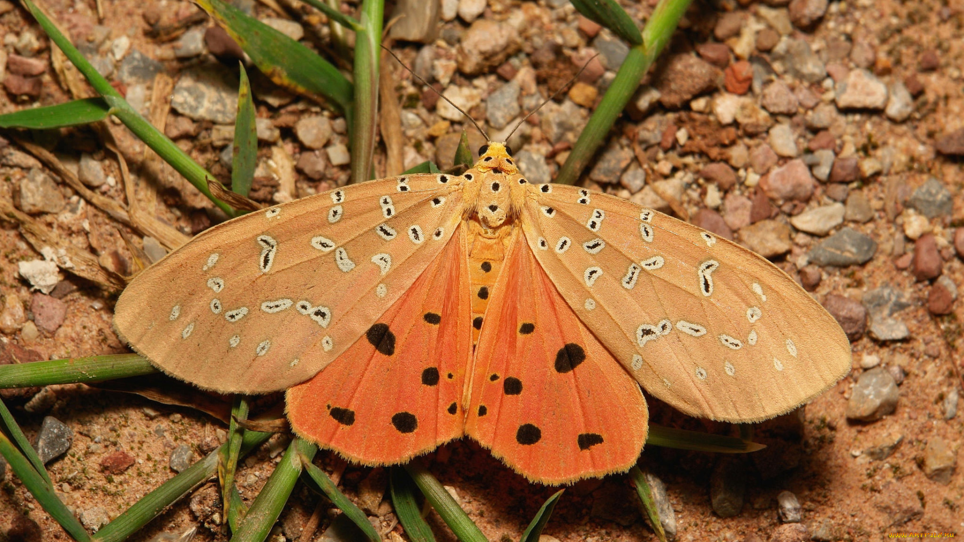 животные, бабочки, , мотыльки, , моли, макро, бабочка