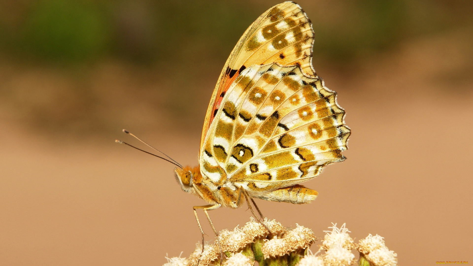 животные, бабочки, , мотыльки, , моли, макро, бабочка
