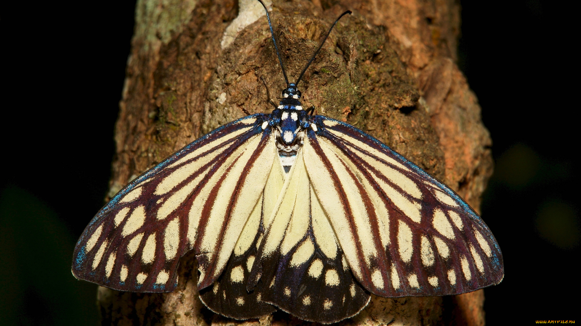 животные, бабочки, , мотыльки, , моли, макро, бабочка