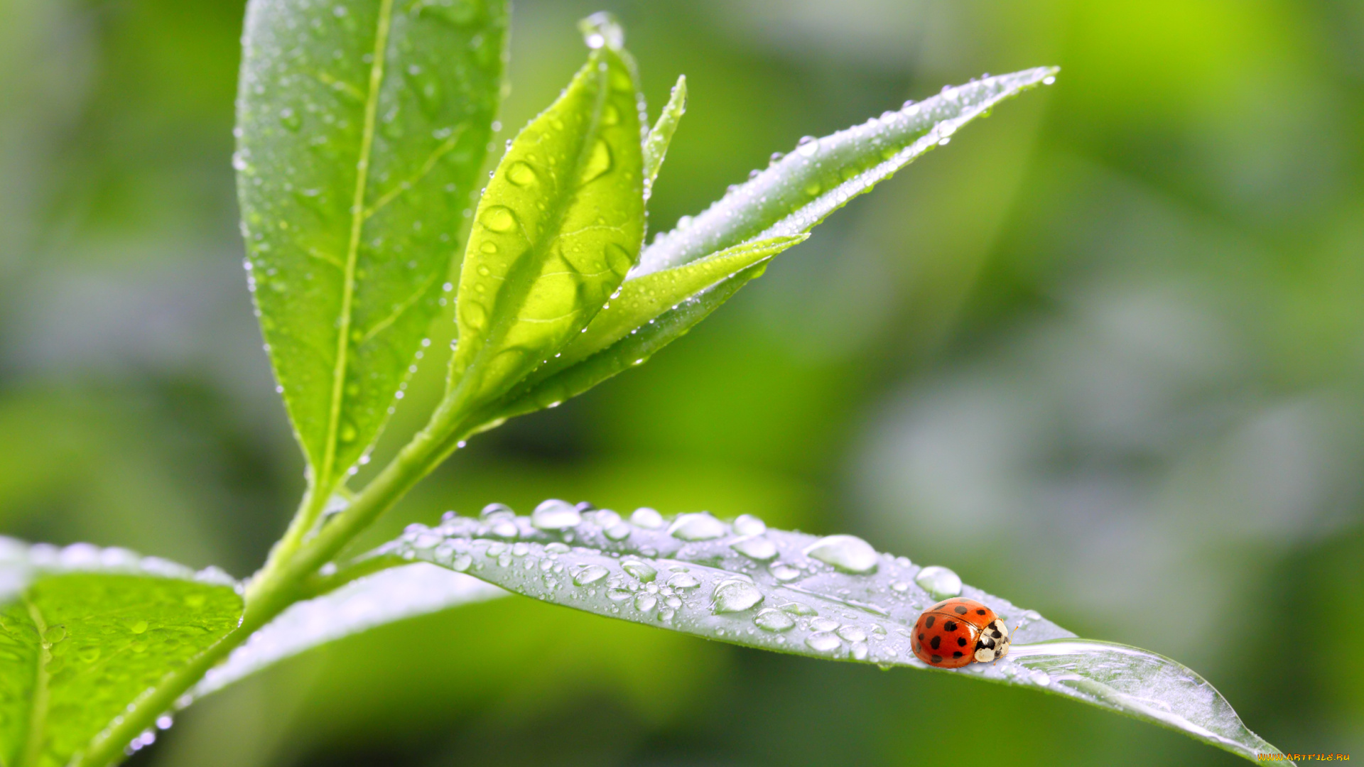 животные, божьи, коровки, роса, божья, коровка, макро, утро, природа, листья