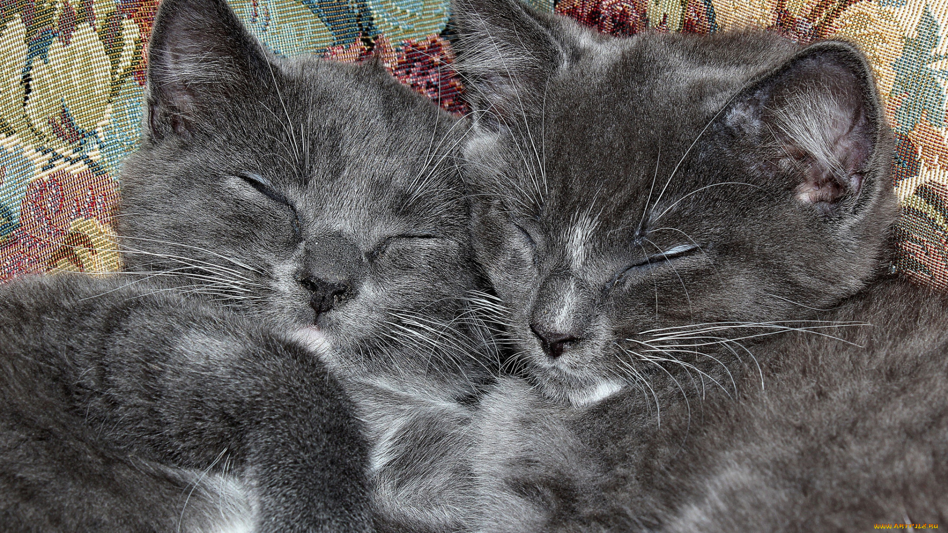 животные, коты, котики, котята, сон, пара