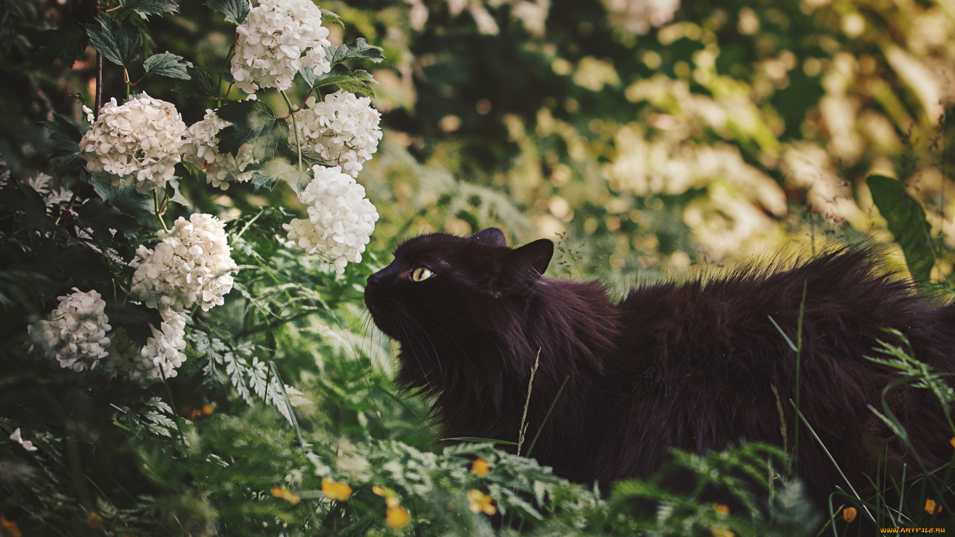 животные, коты, природа, цветы, черная, кошка