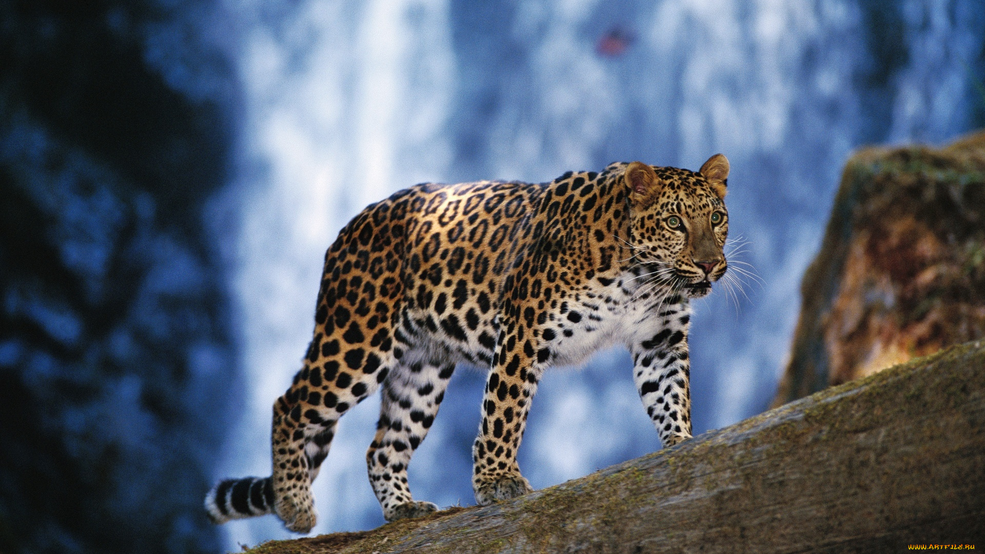 животные, леопарды, леопард, зверь, хищник, бревно