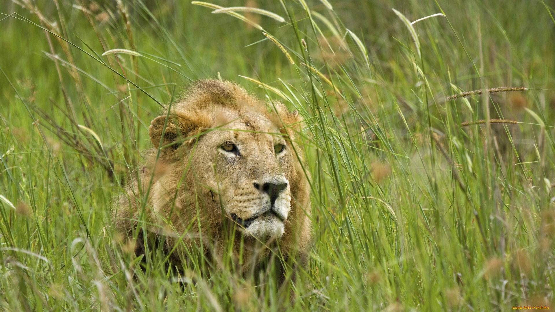 животные, львы, трава, хищник, зверь, лев