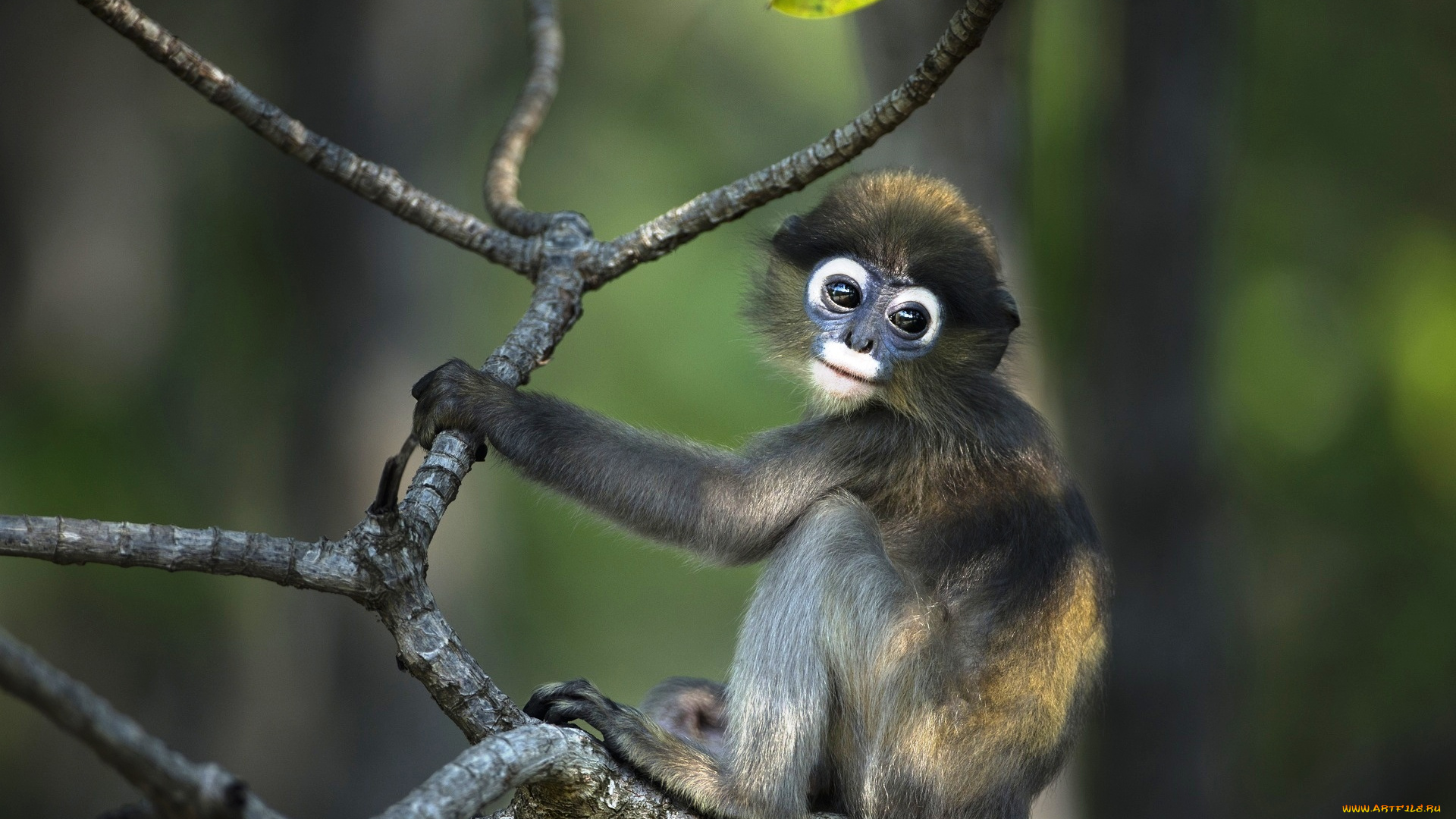 животные, обезьяны, обезьяна, мартышка, ветка