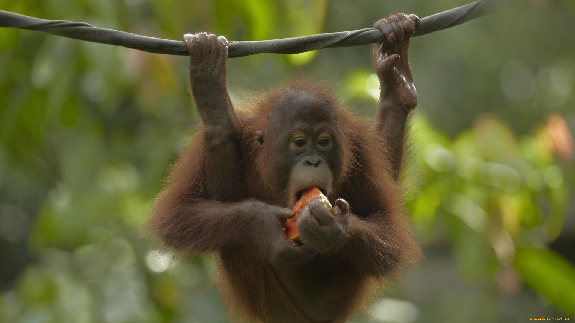 животные, обезьяны, орангутанг, обезьяна, веревка, кусок, арбуз