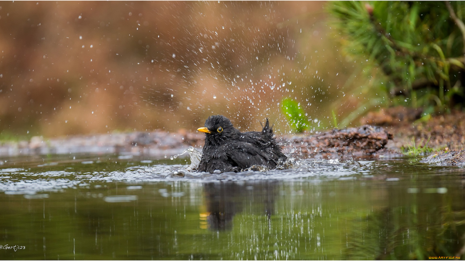 животные, птицы, птица, лужа, вода