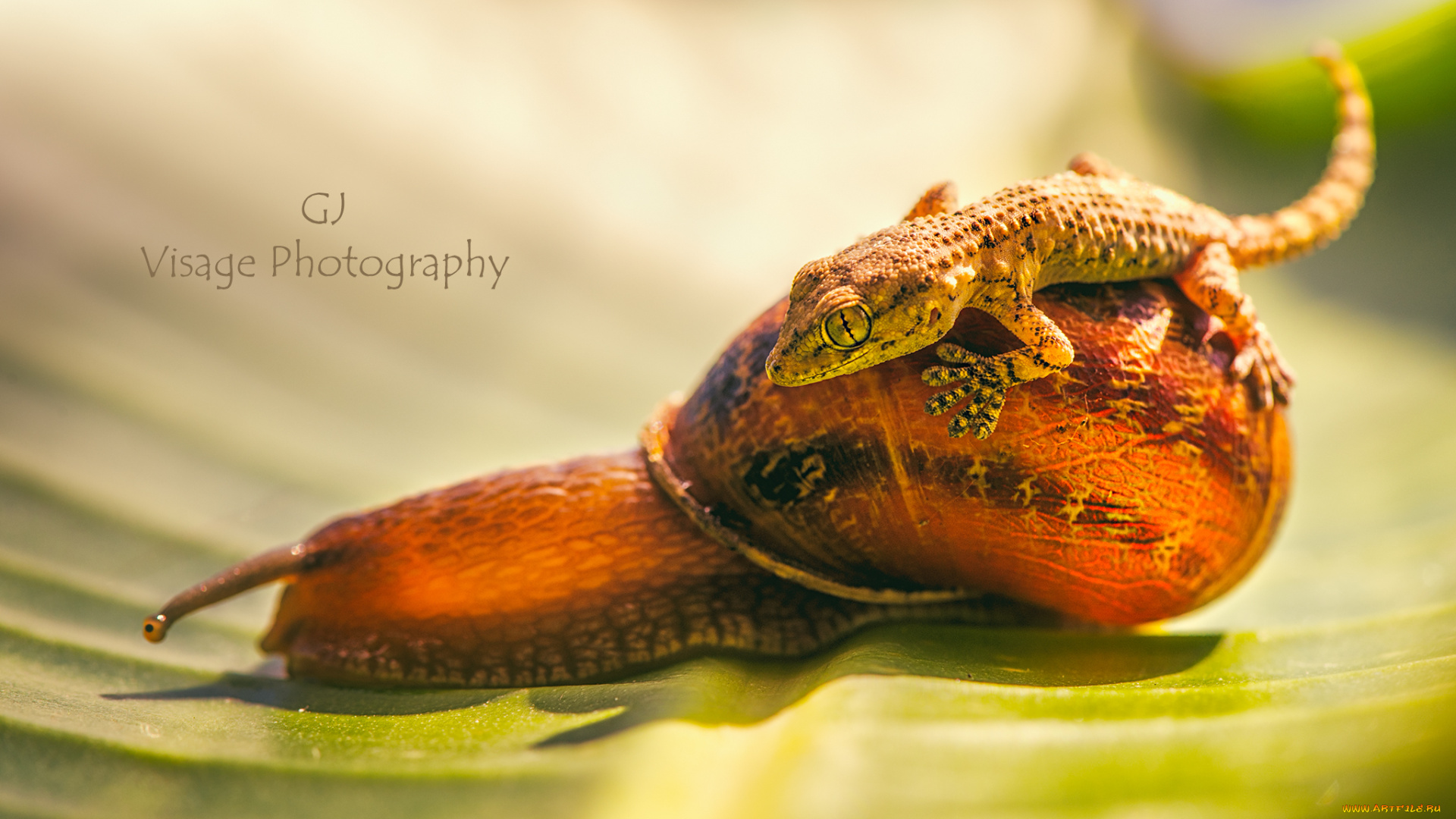 животные, разные, вместе, геккон, улитка