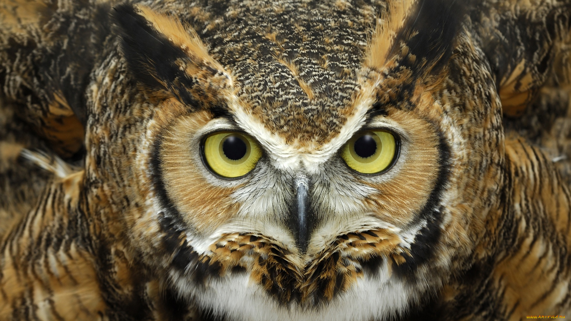 животные, совы, рогатая, сова, птица, голова, взгляд