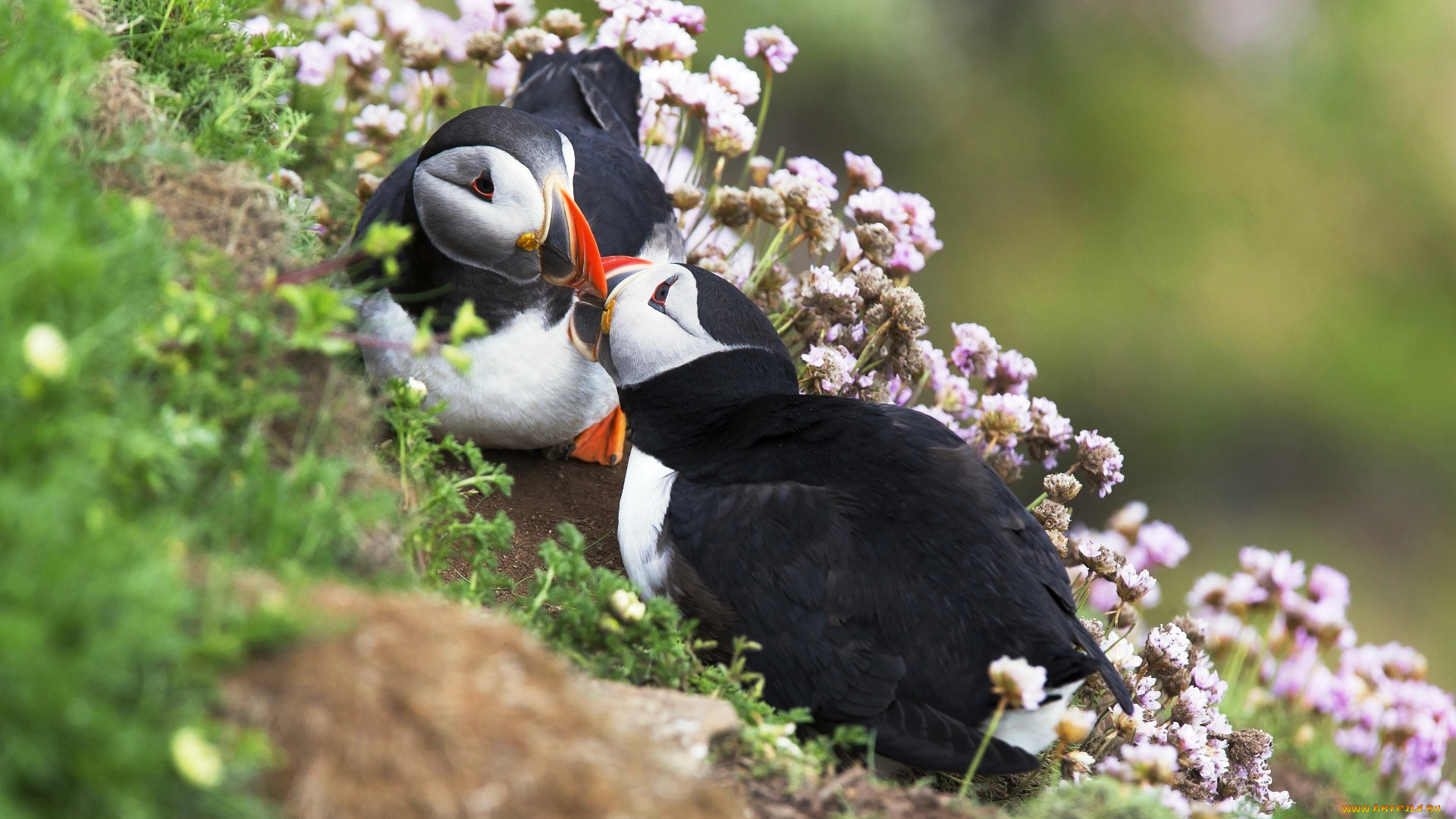 животные, тупики, склон, трава, пара, цветы, птицы