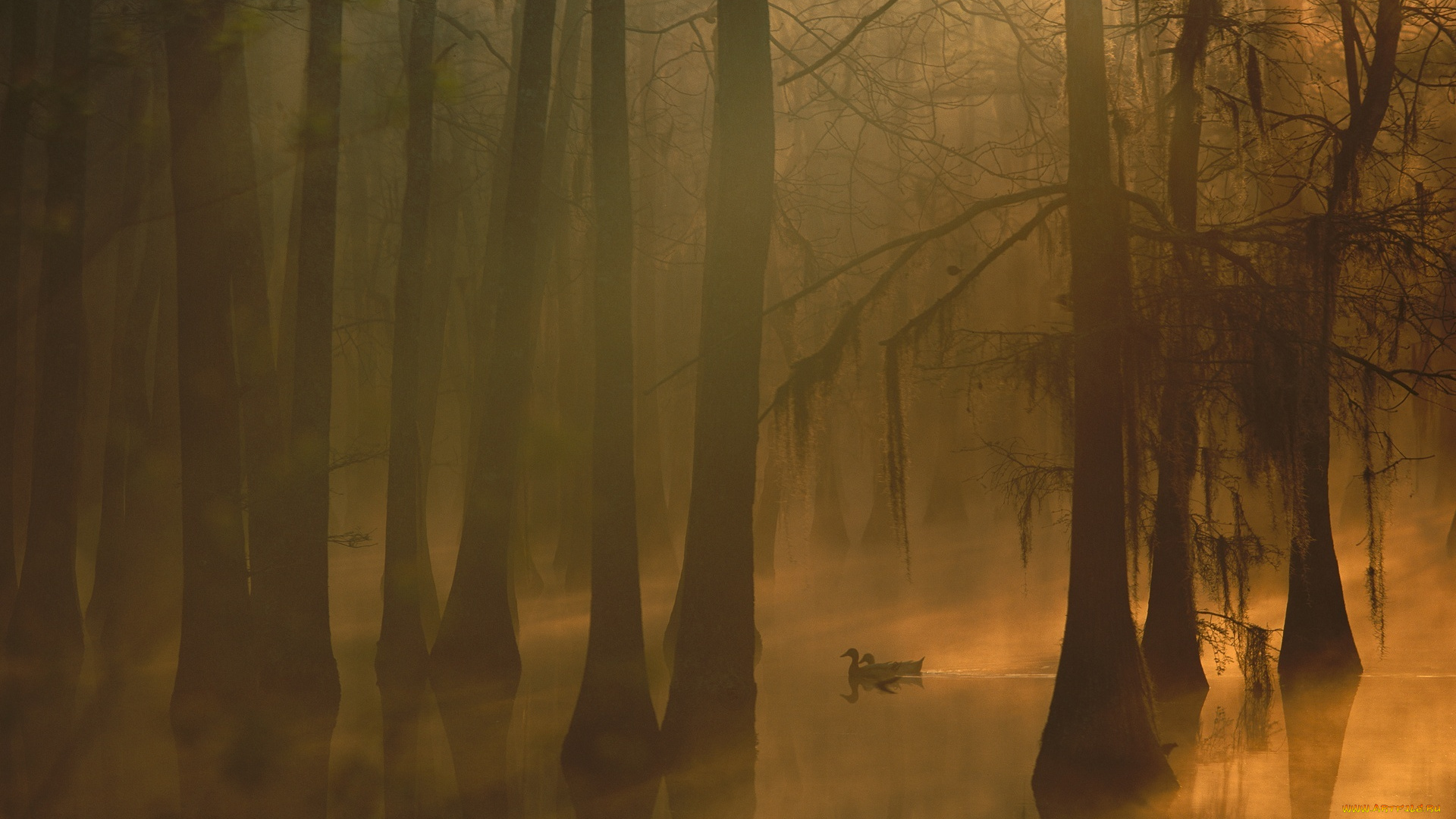 животные, утки, туман, деревья, рассвет