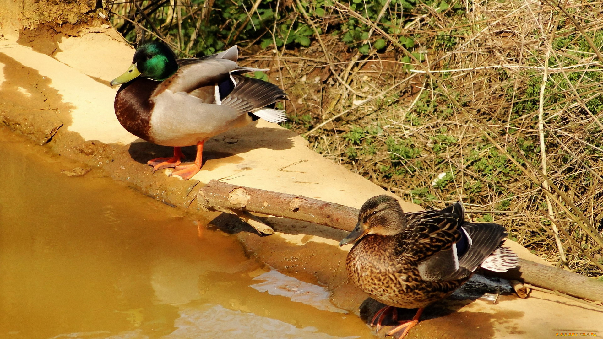 животные, утки, вода, птицы
