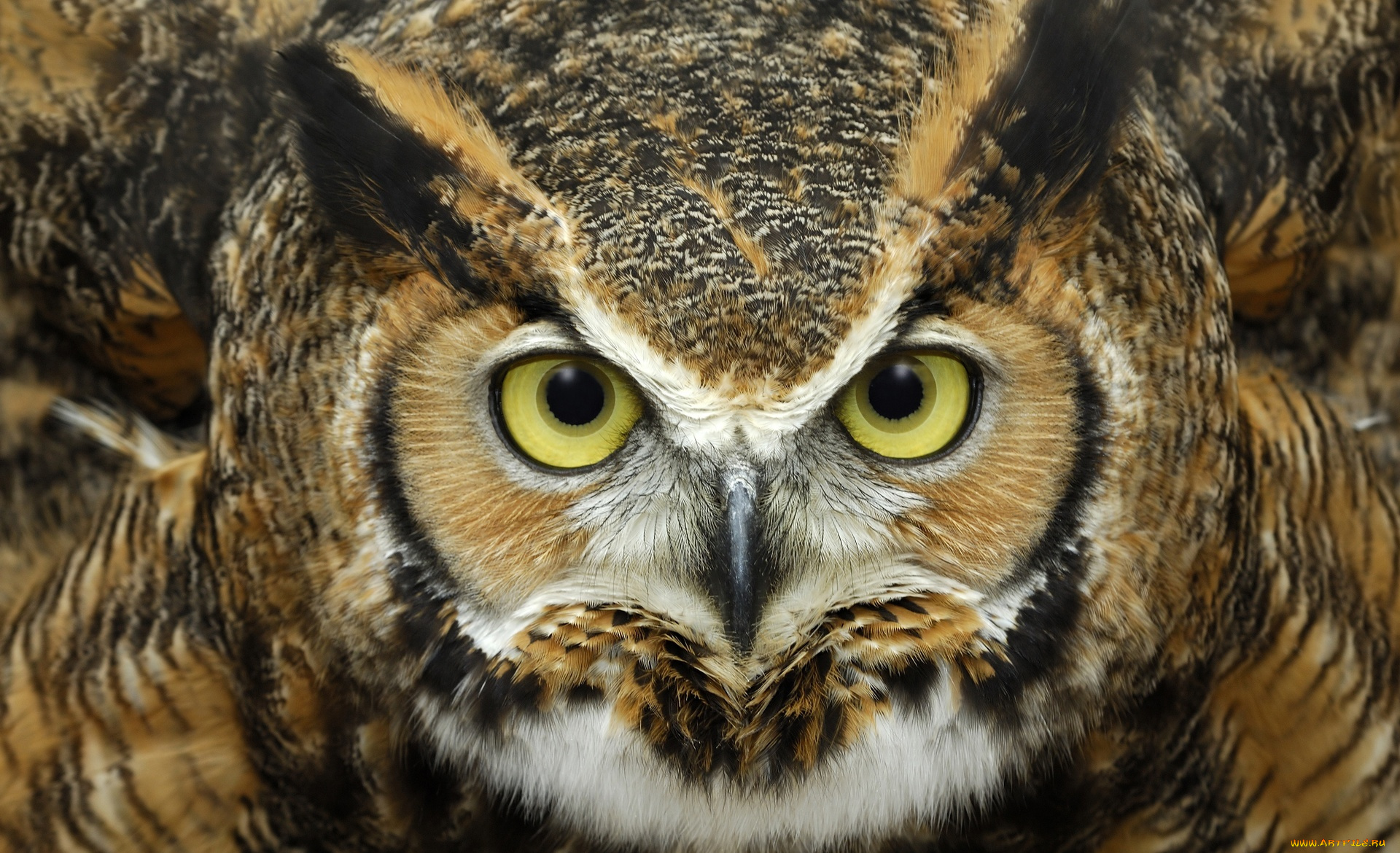 животные, совы, рогатая, сова, птица, голова, взгляд