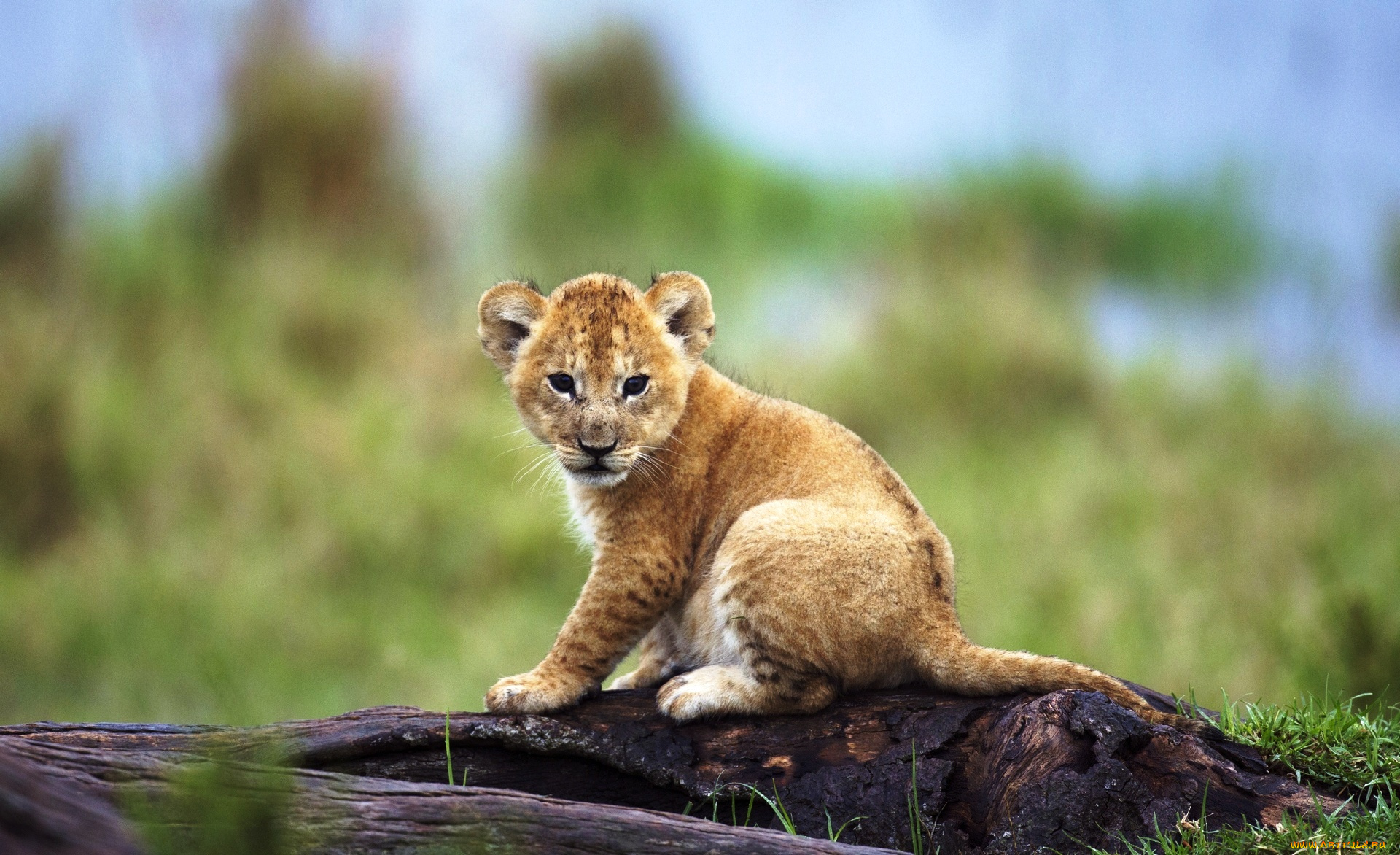 животные, львы, львенок, детеныш, бревно, трава