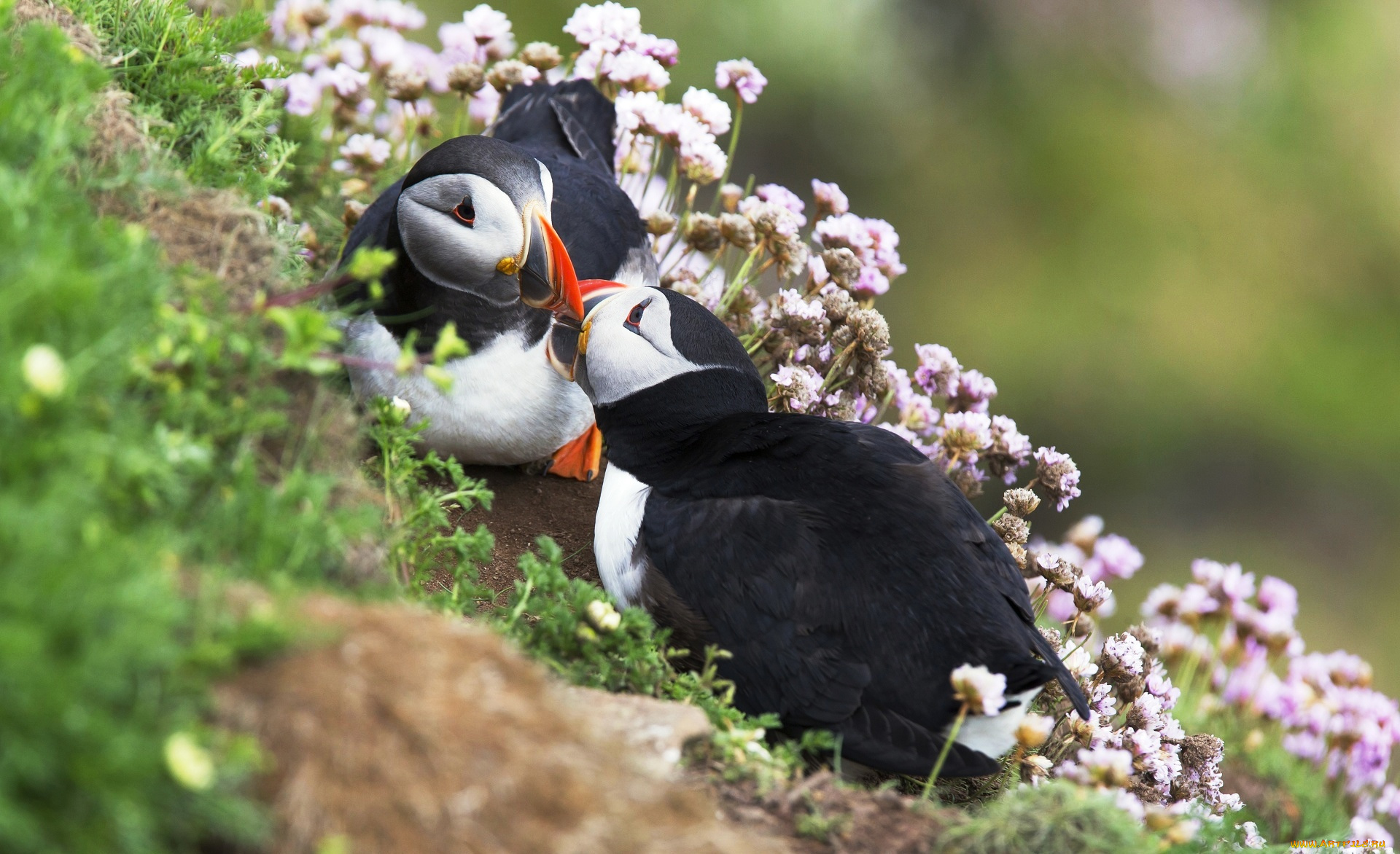 животные, тупики, склон, трава, пара, цветы, птицы
