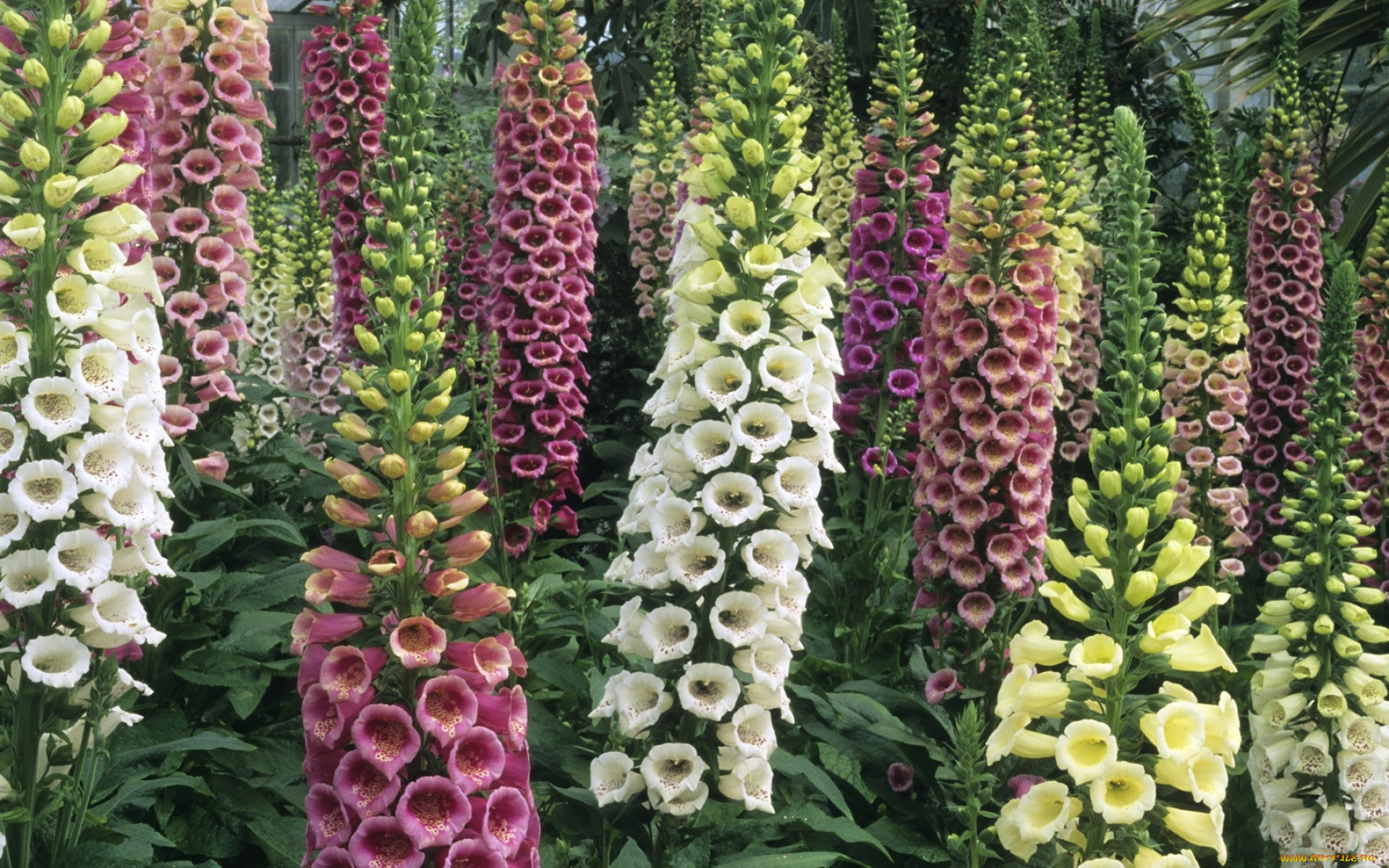 цветы, люпин, свечи, соцветия, разноцветные