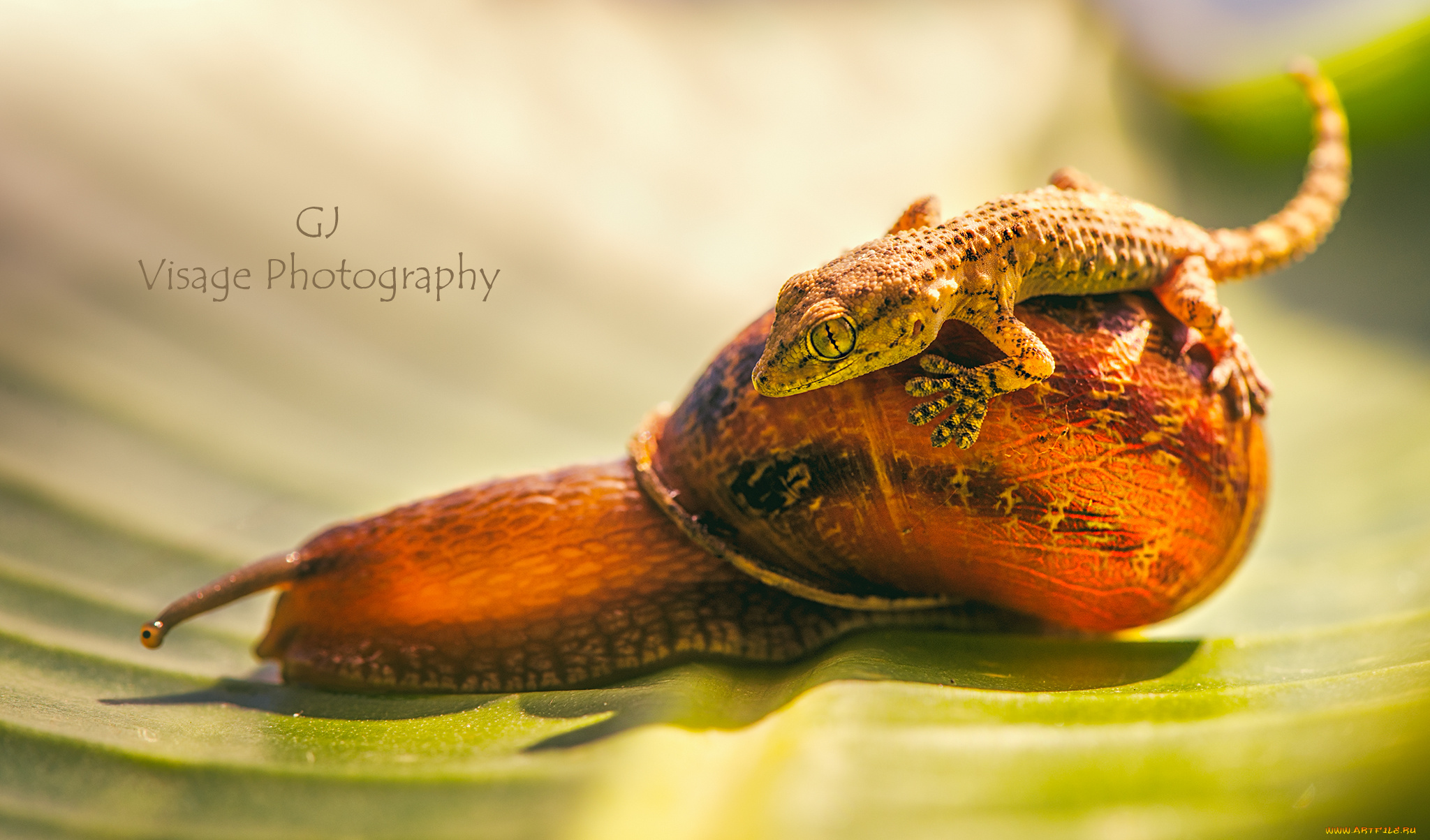 животные, разные, вместе, геккон, улитка