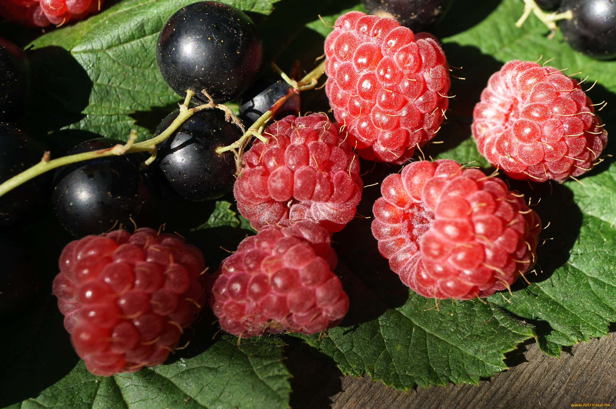 еда, фрукты, , ягоды, малина, смородина