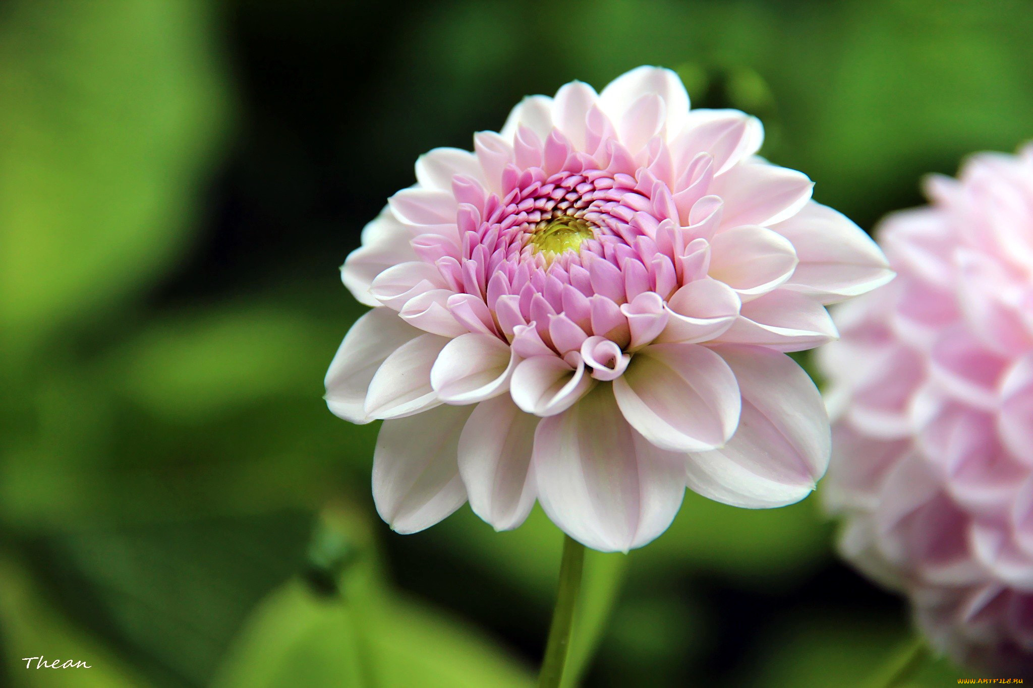 цветы, георгины, розовый