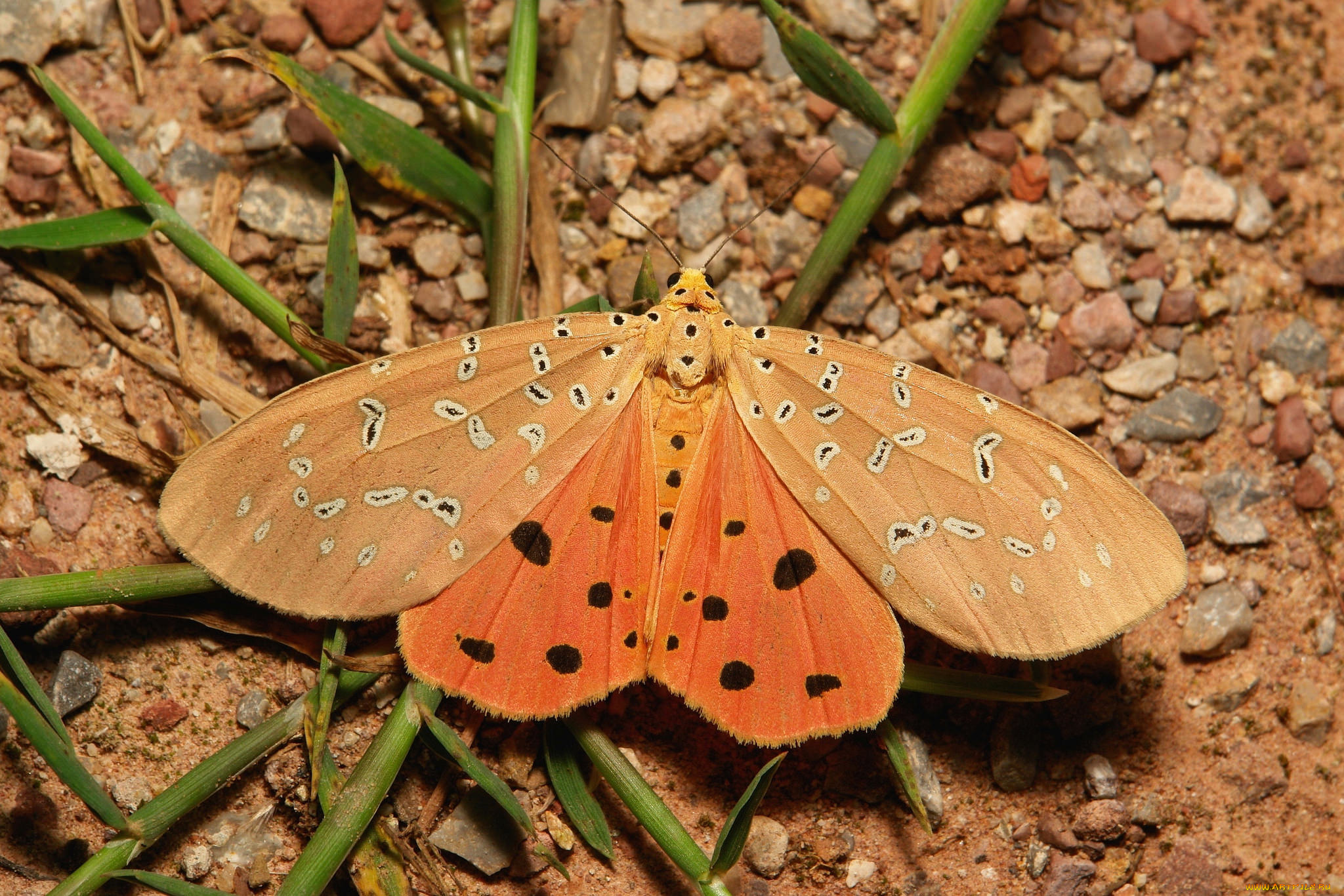животные, бабочки, , мотыльки, , моли, макро, бабочка