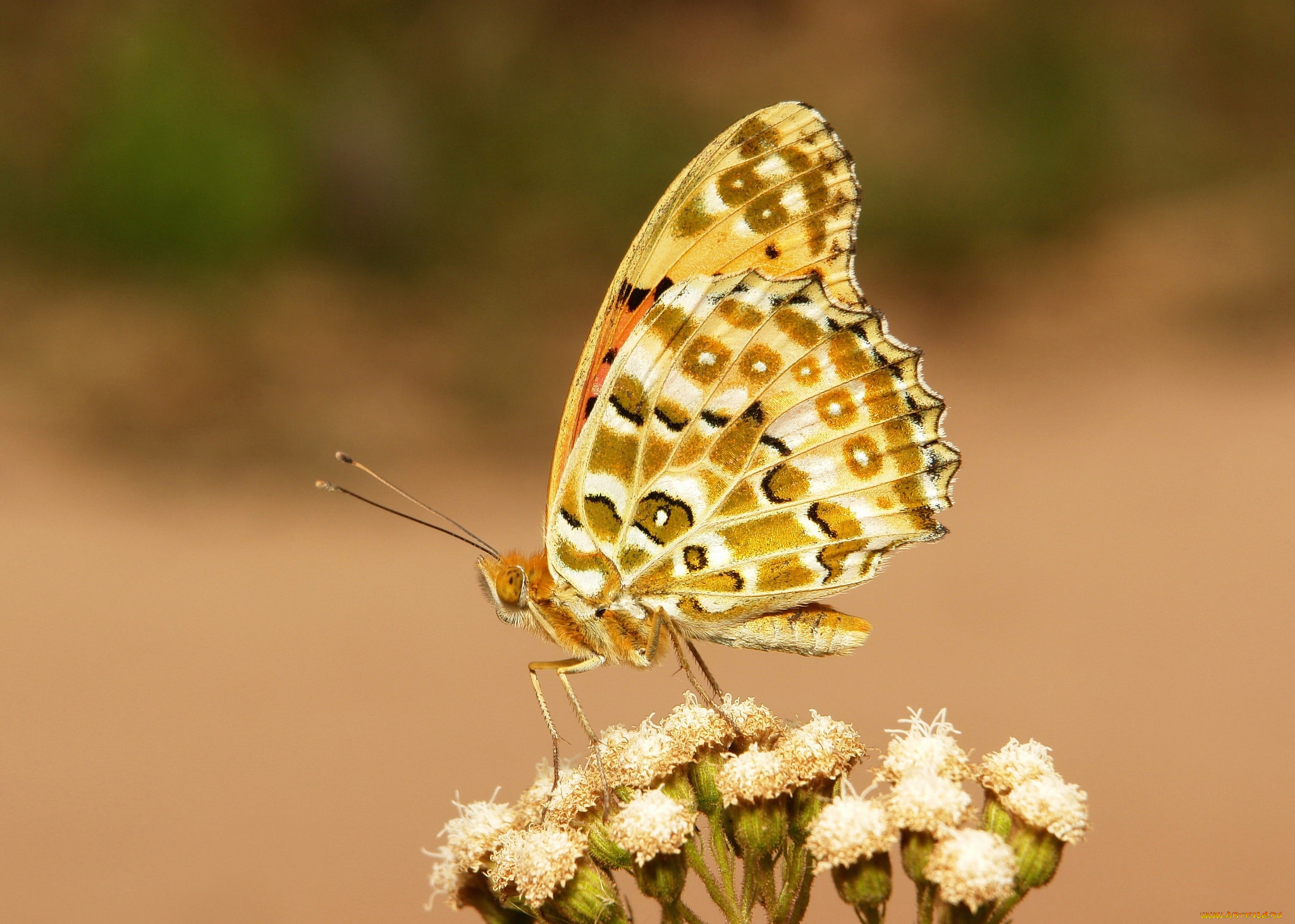 животные, бабочки, , мотыльки, , моли, макро, бабочка