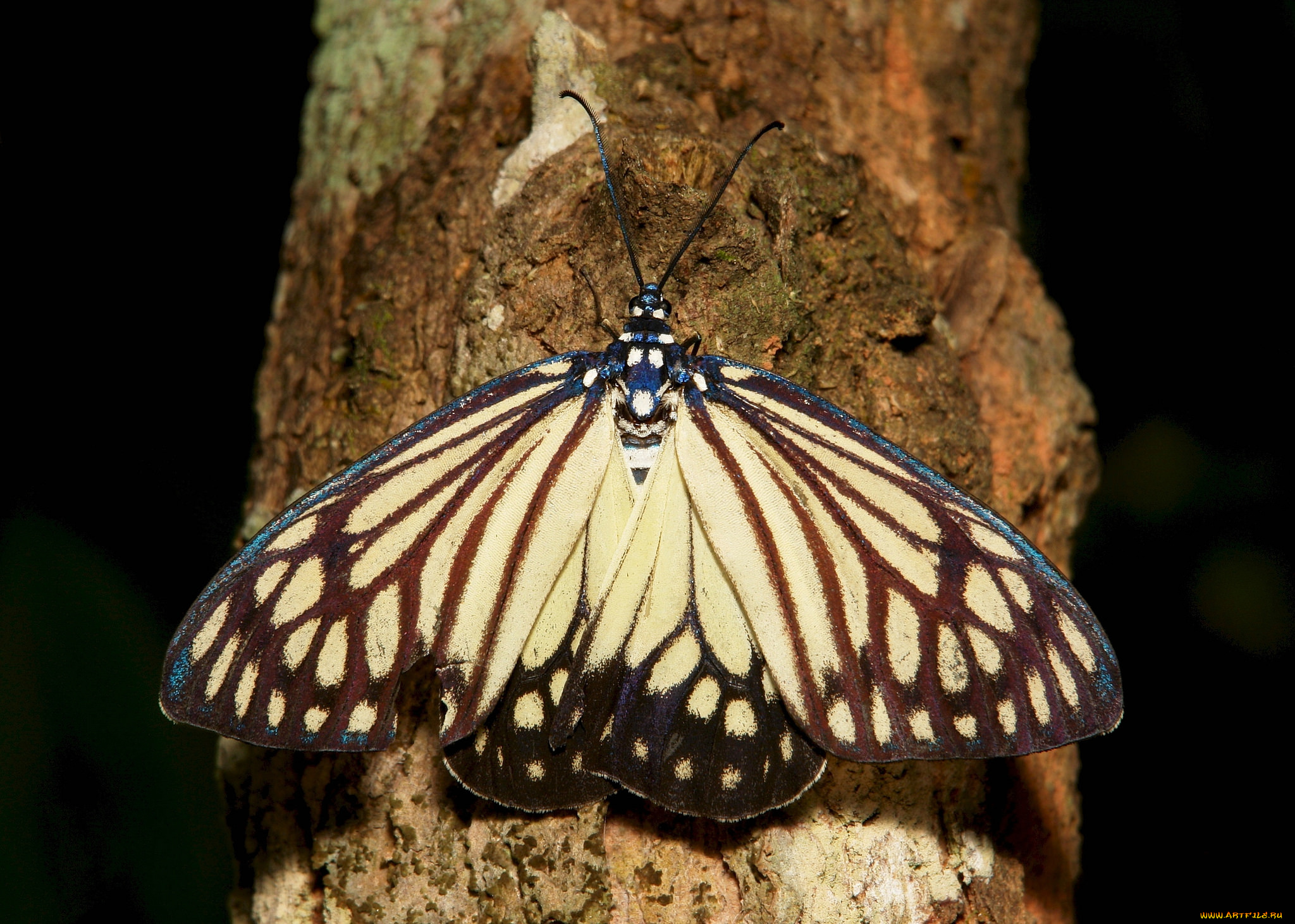 животные, бабочки, , мотыльки, , моли, макро, бабочка
