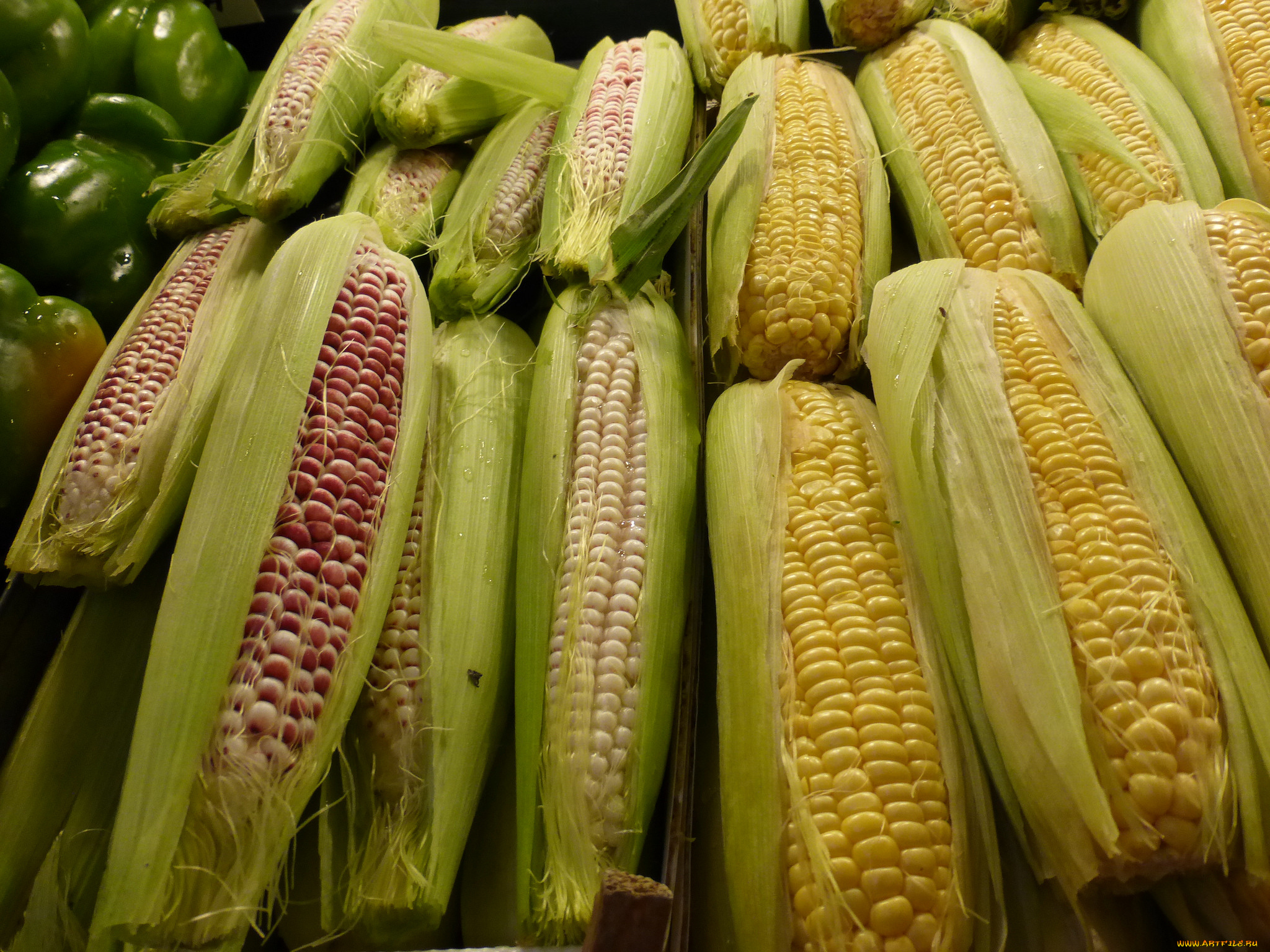 еда, кукуруза, початки
