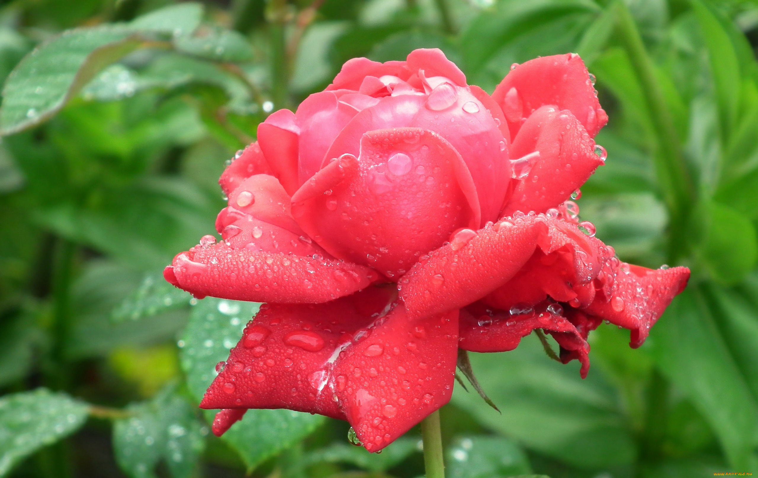 цветы, розы, капли