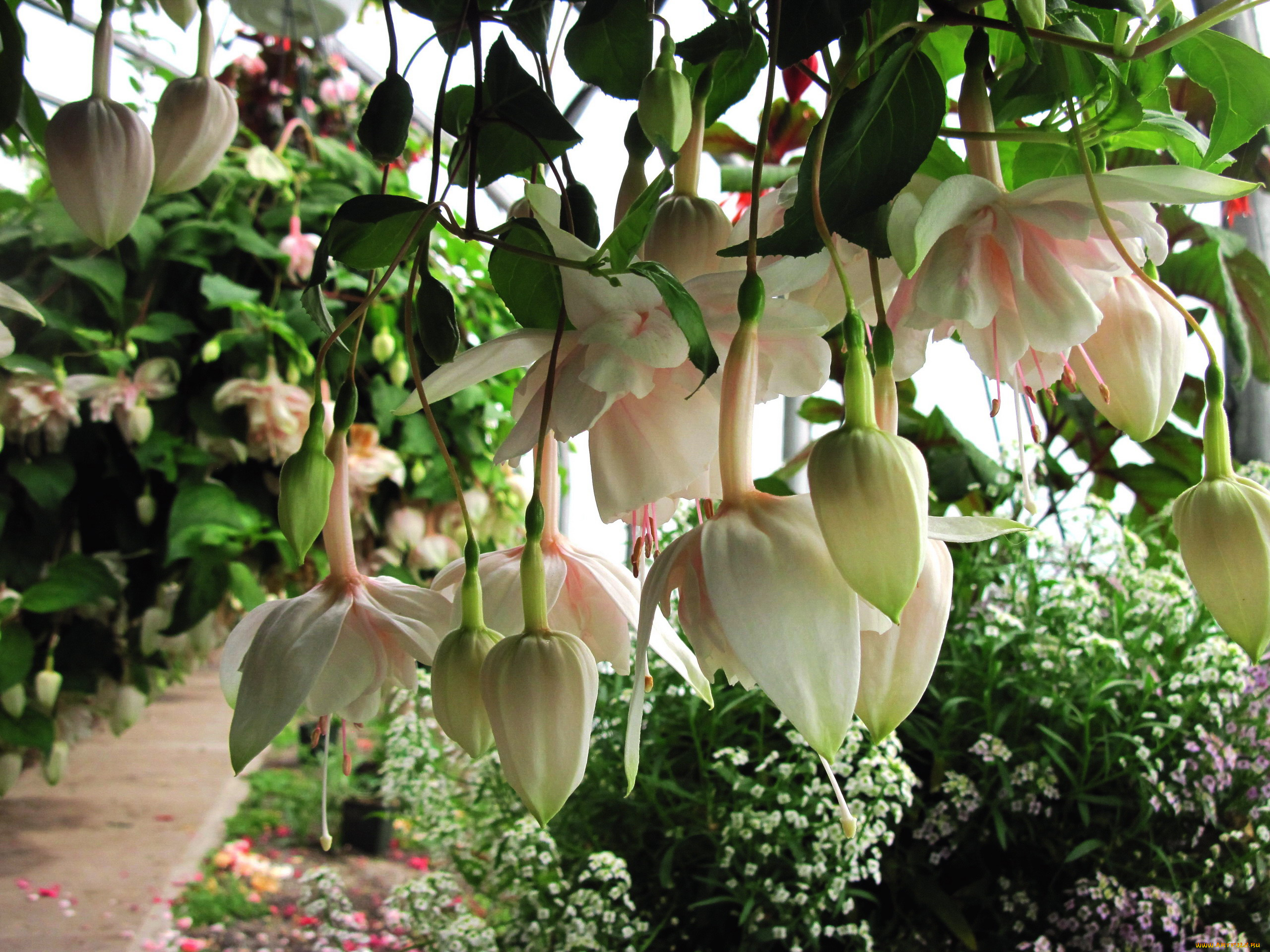 цветы, фуксия, кремовый