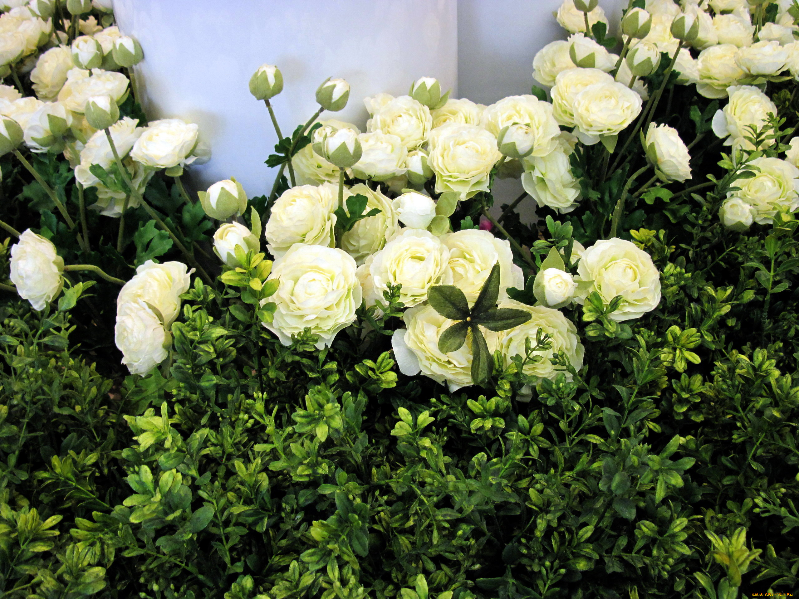 цветы, ранункулюс, , азиатский, лютик, белый