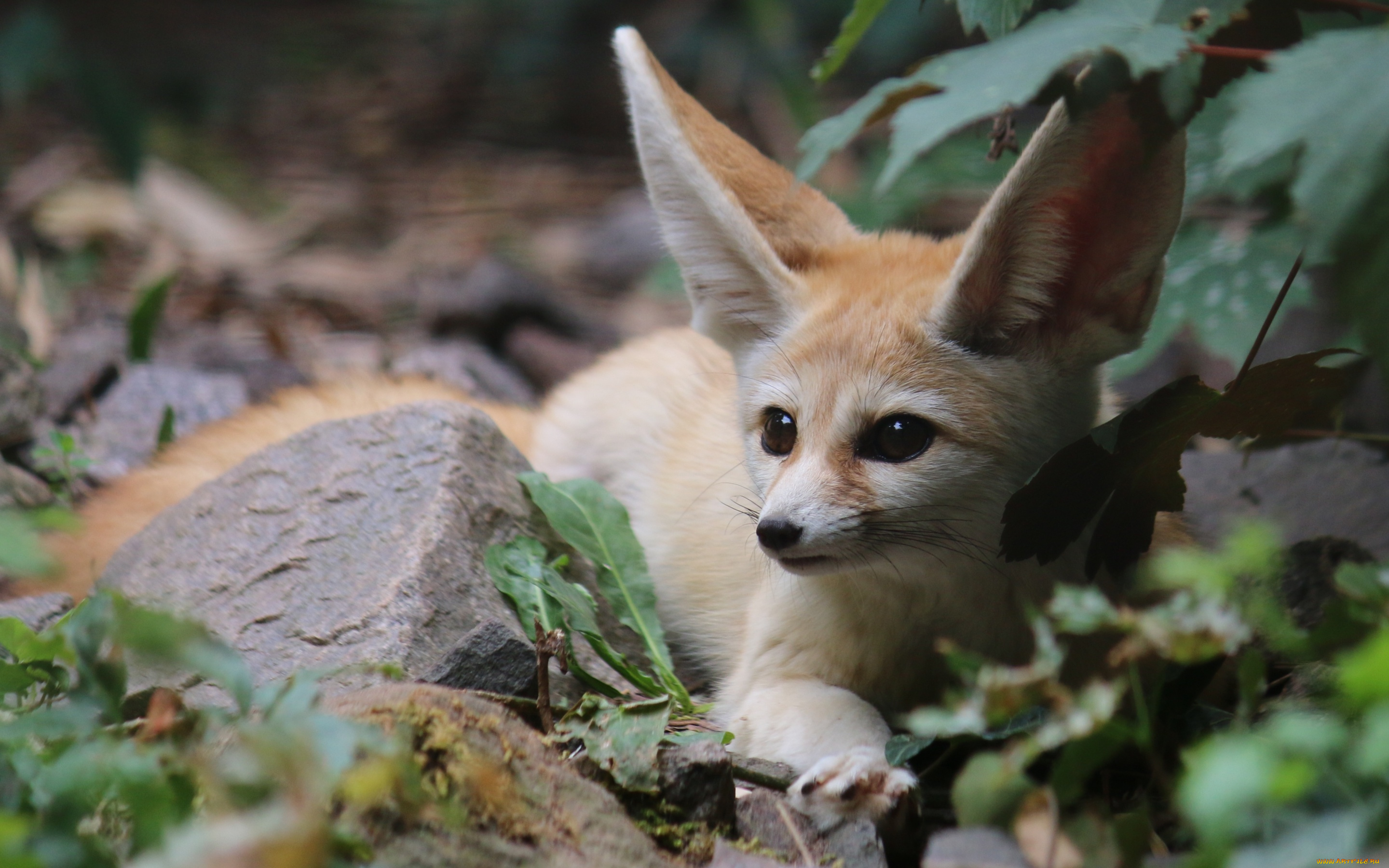 животные, фенеки, природа, фенек, лиса