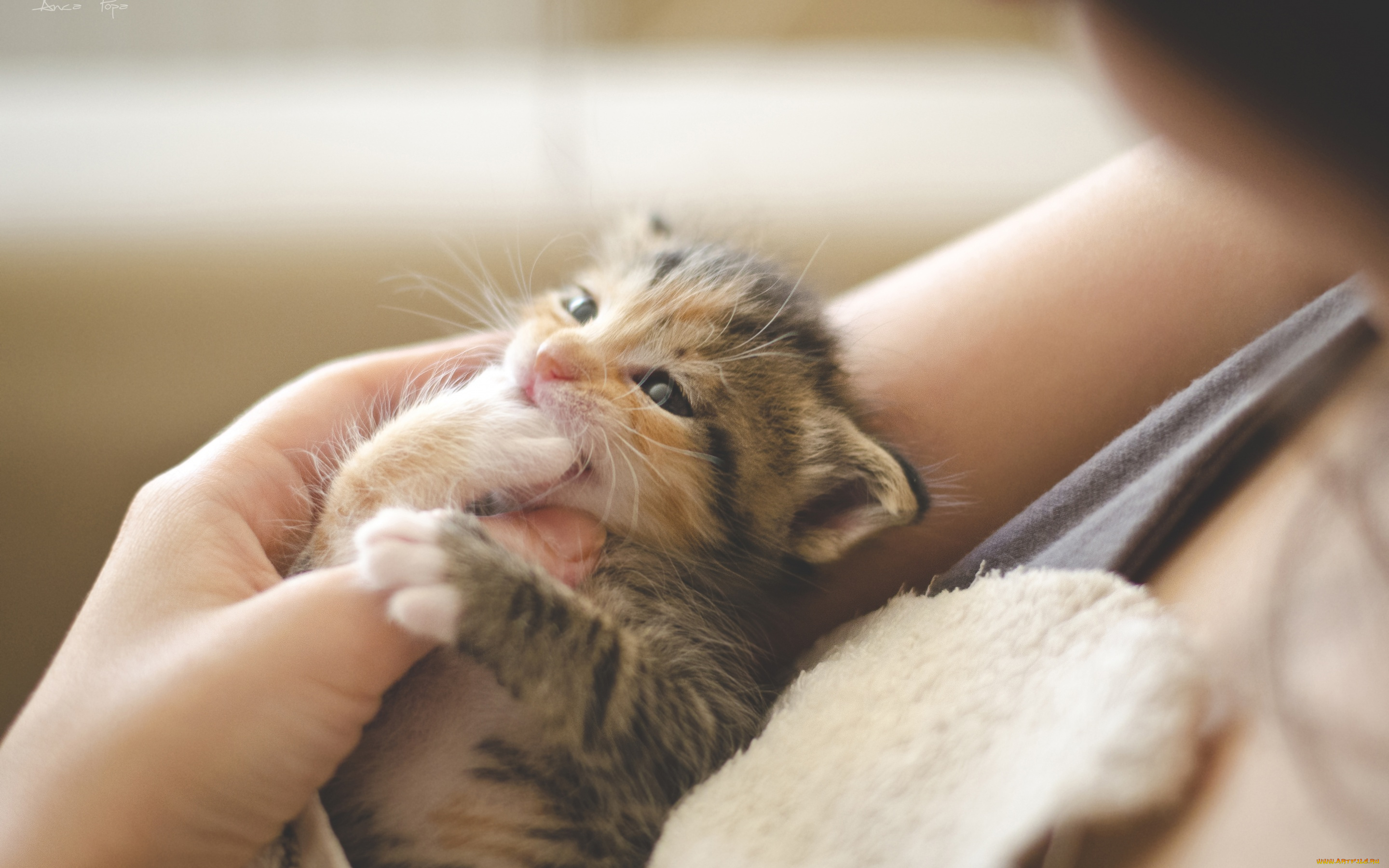 животные, коты, девушка, котенок