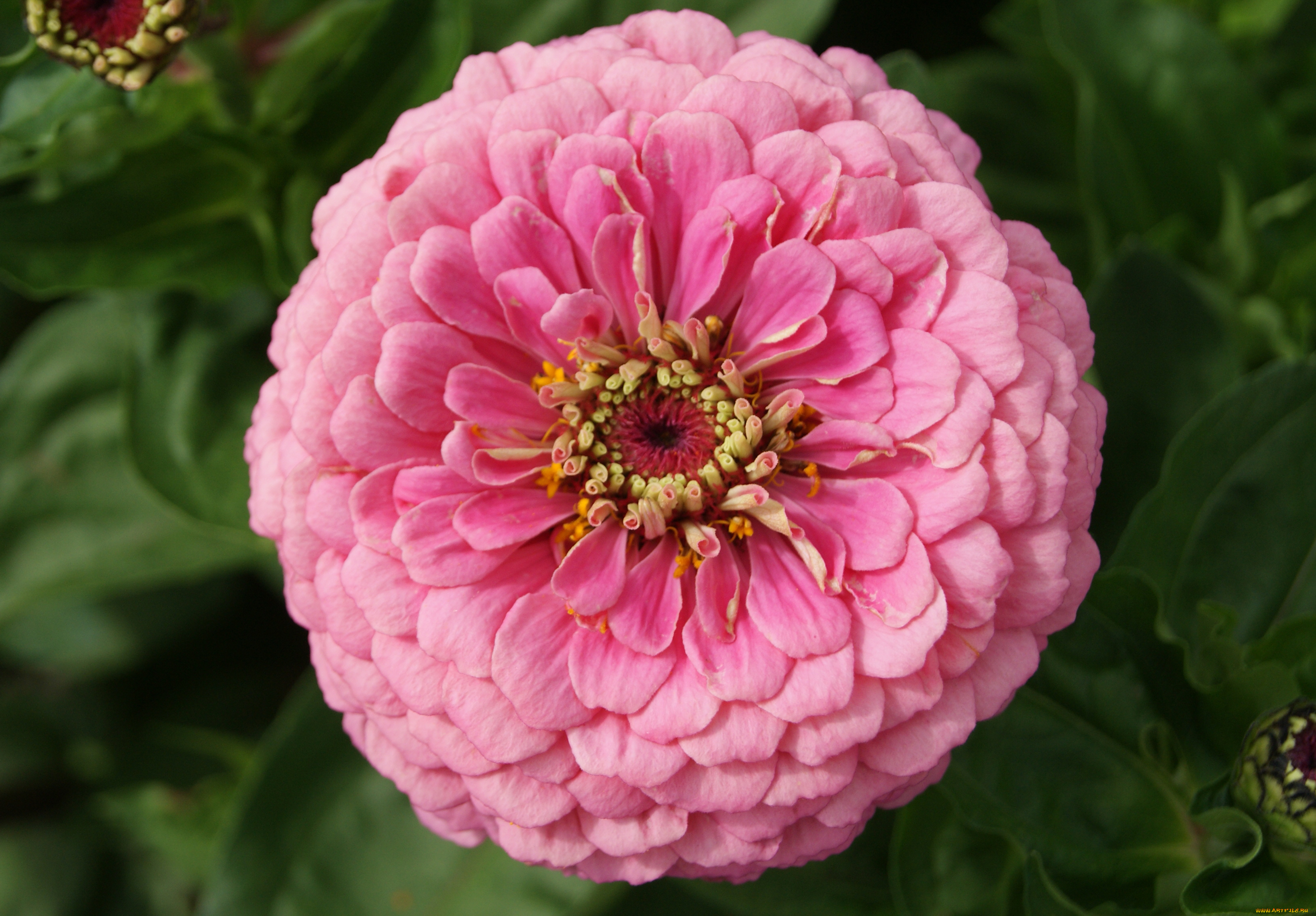 цинния, цветы, цветок