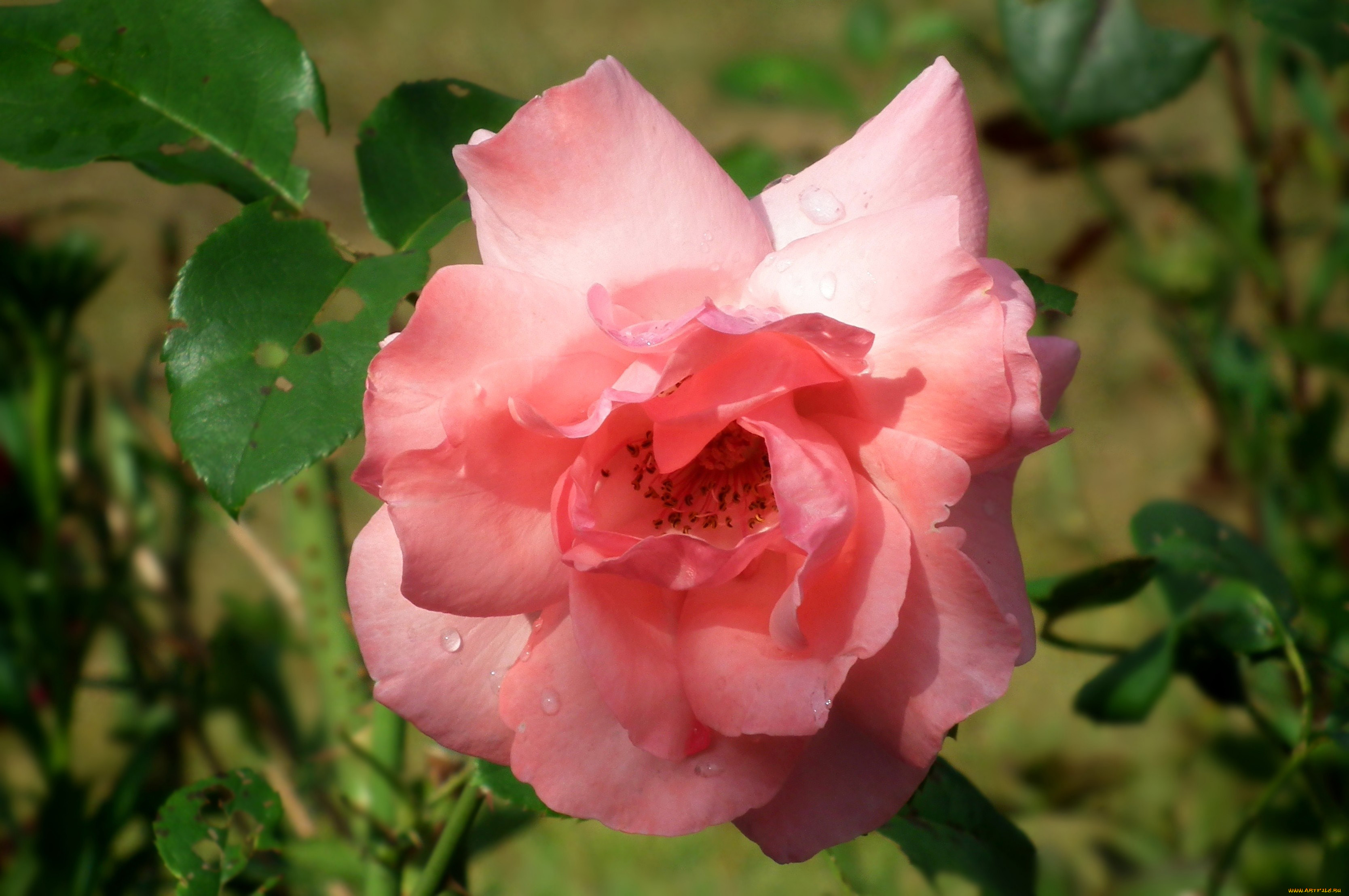 цветы, розы, розовый