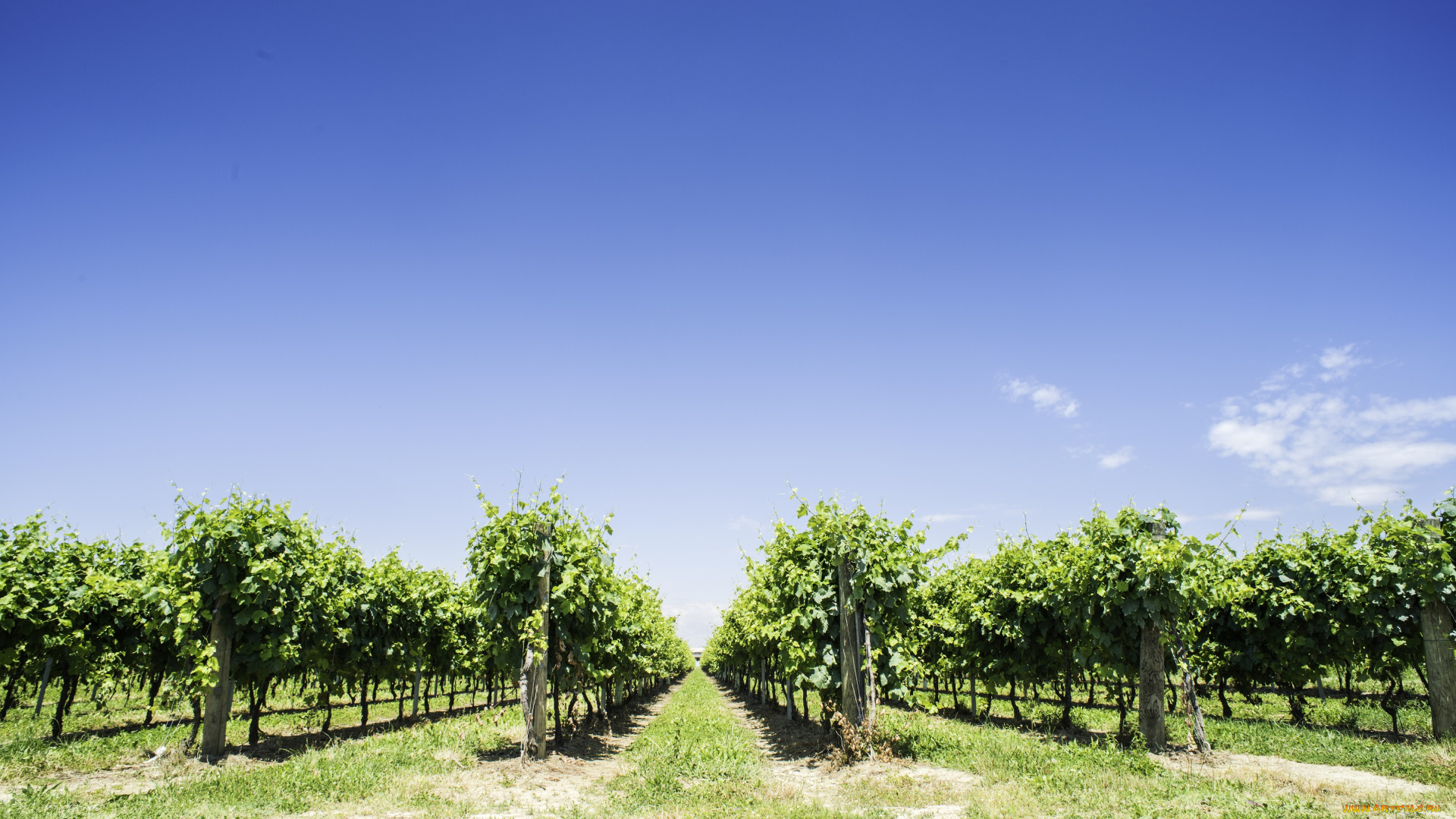 природа, голубое, небо, кусты, виноградник