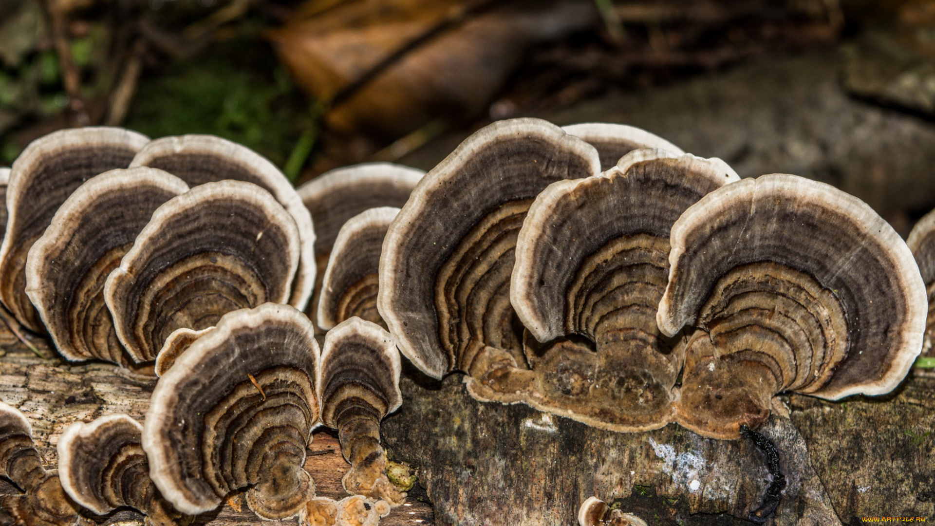 природа, грибы