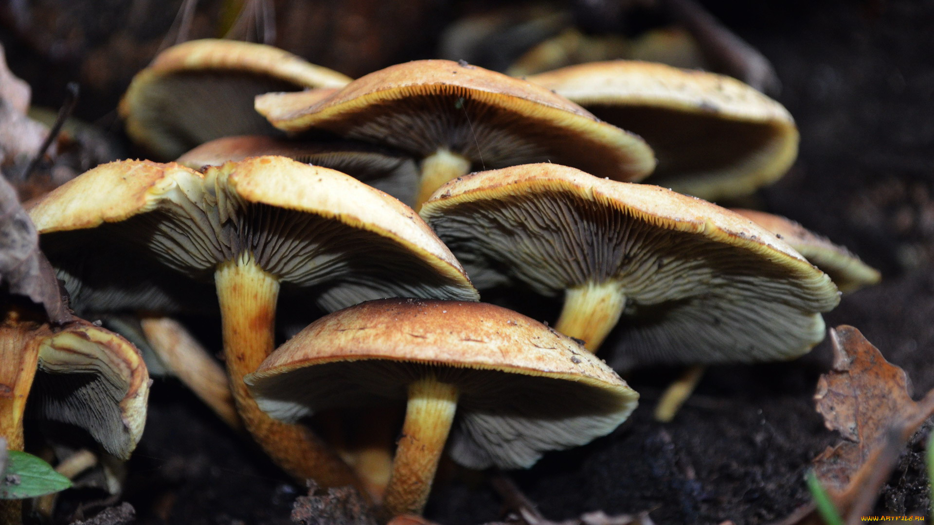 природа, грибы, грибная, семейка