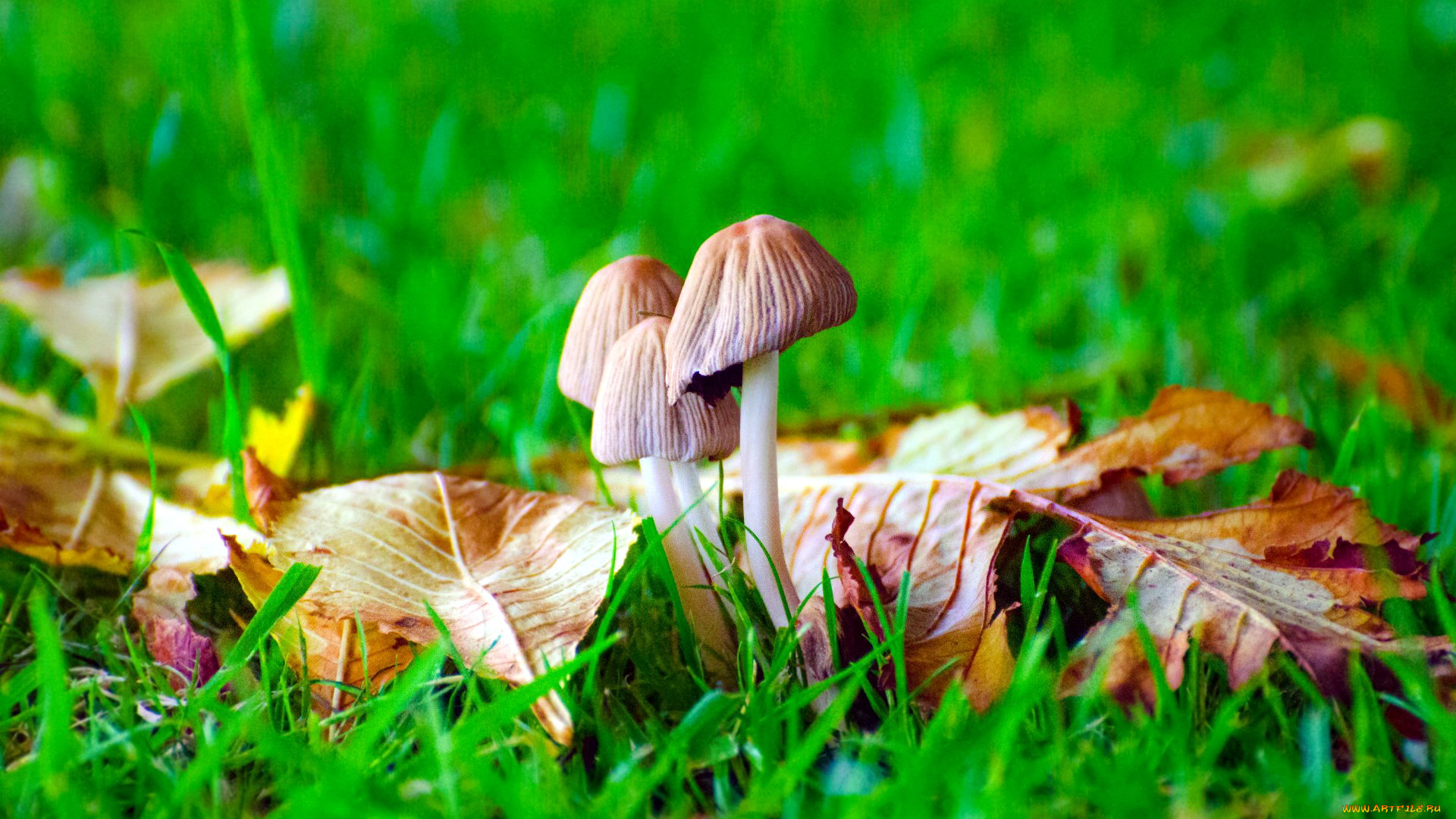 природа, грибы, трио, осень, листья, трава