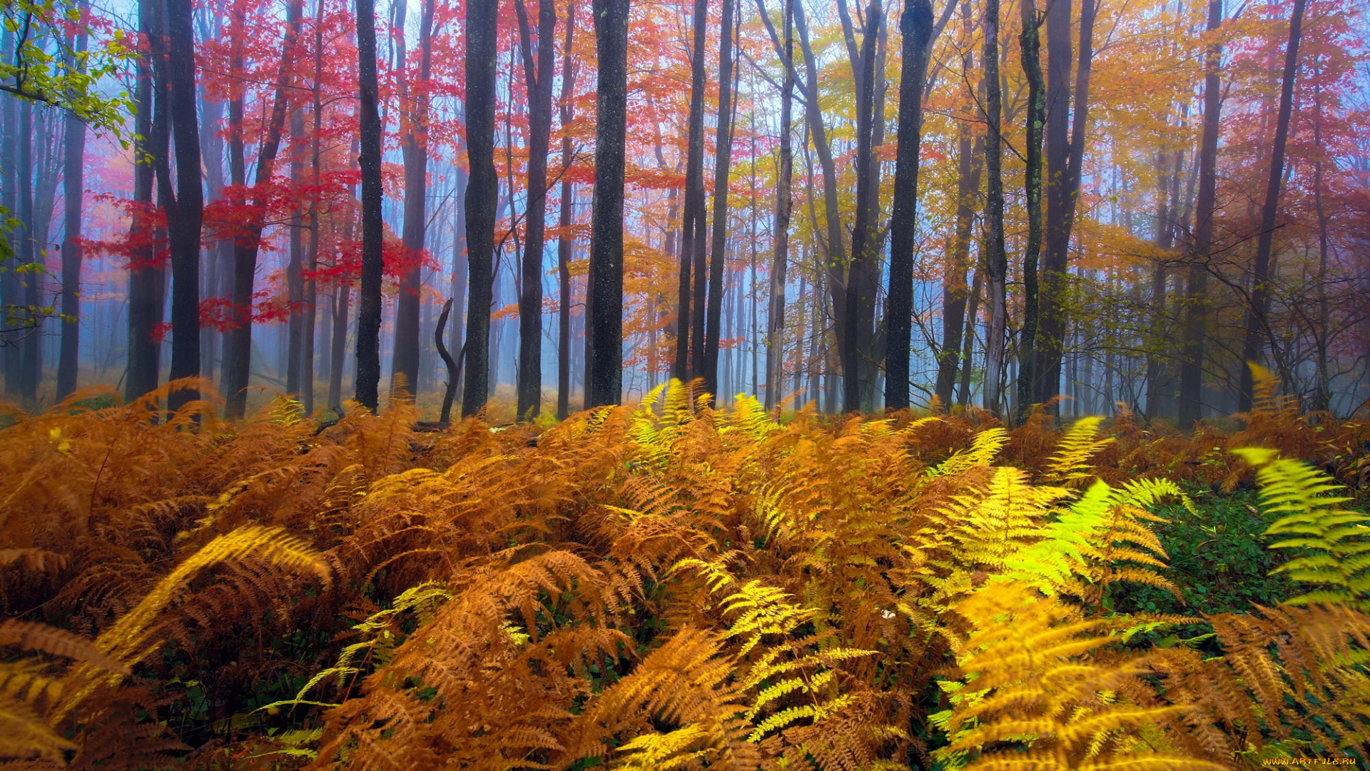 природа, лес, деревья, папоротник, осень