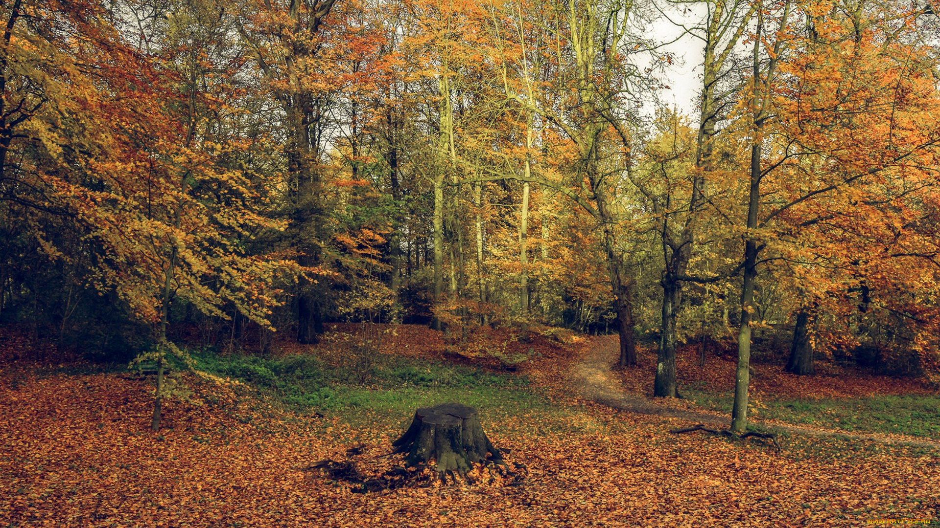 природа, лес, простор