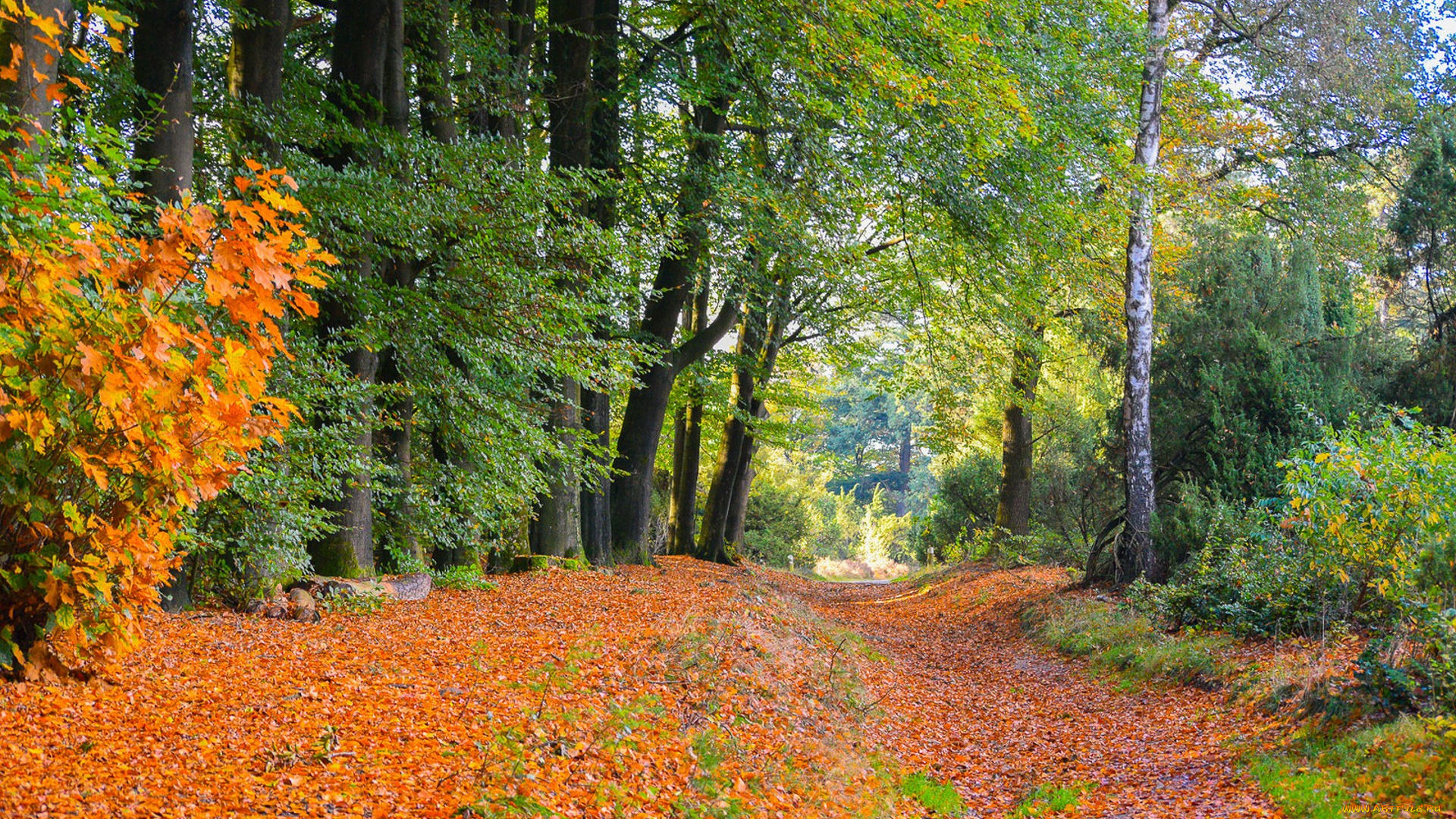 природа, лес, простор