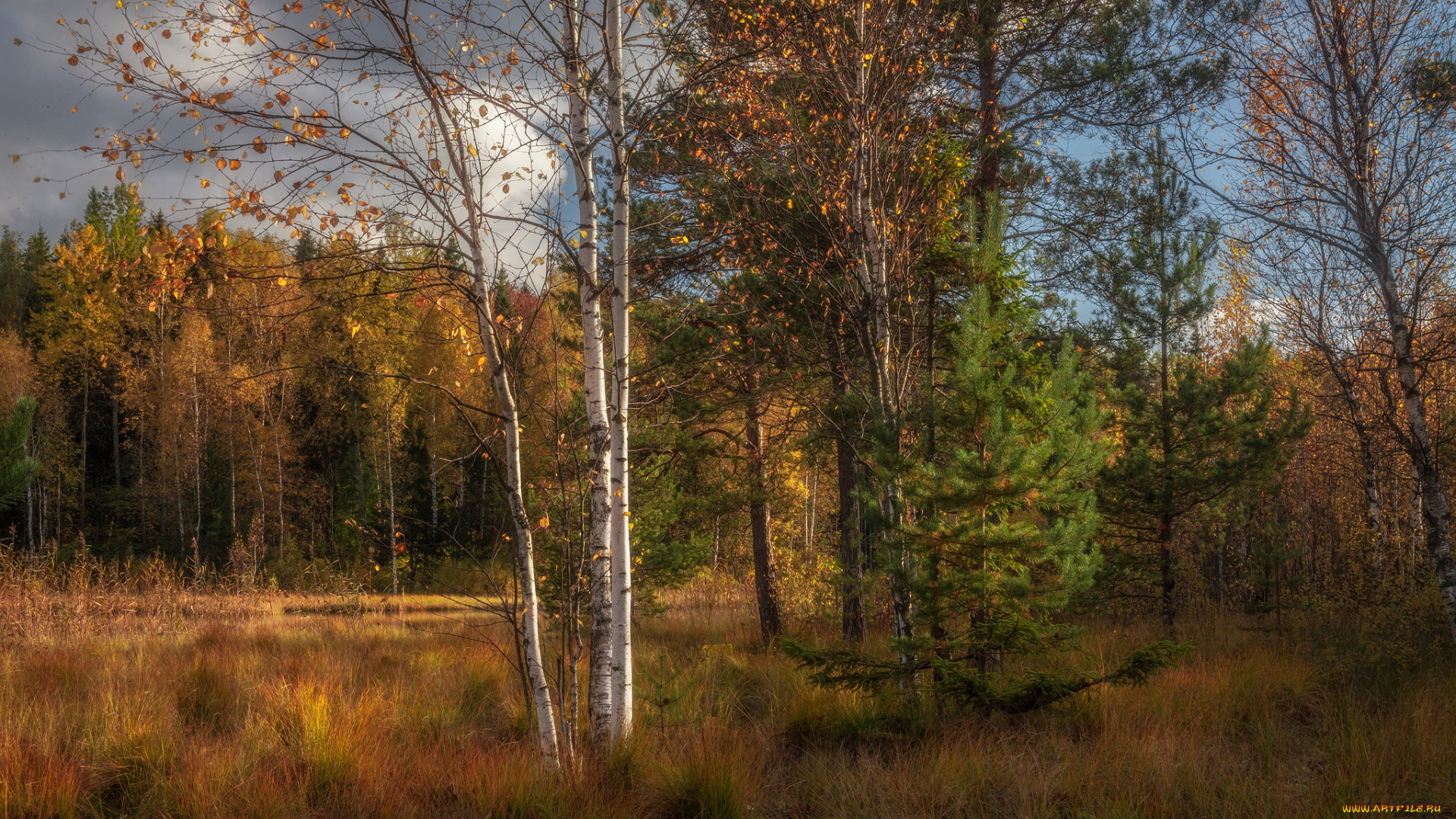 природа, лес, простор