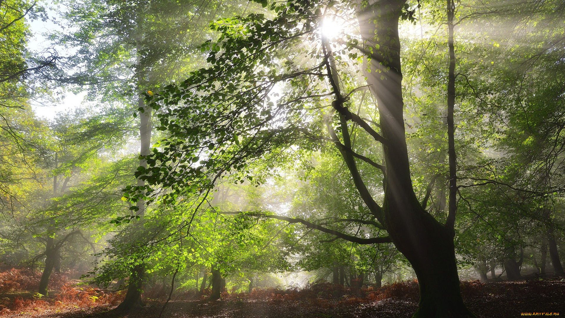 природа, лес, простор