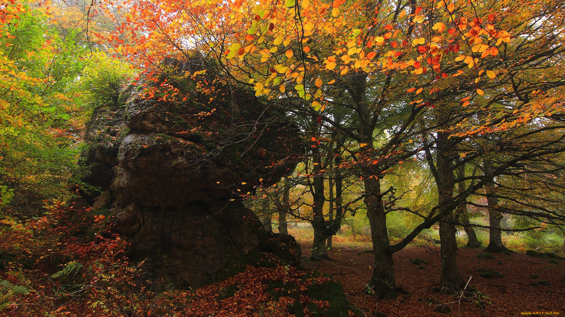 природа, лес, простор