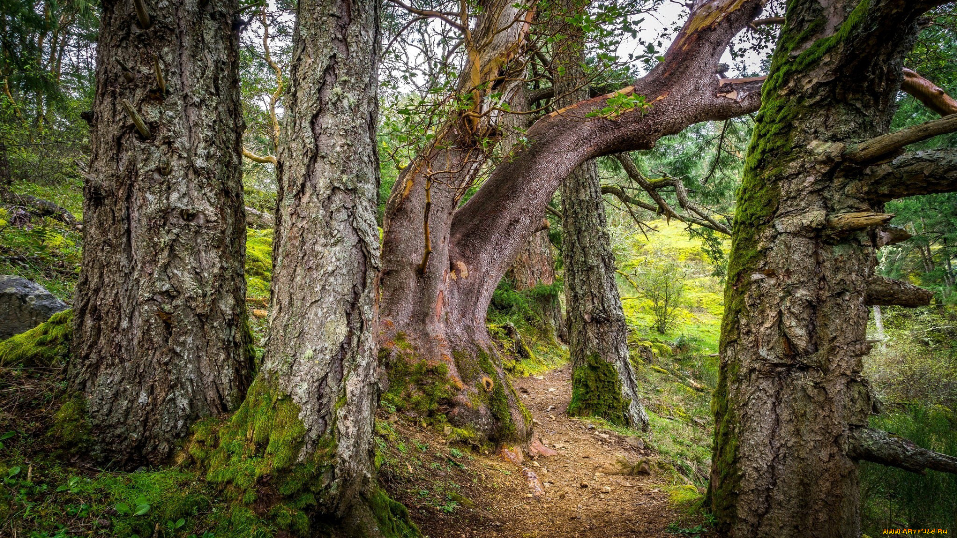 природа, лес, стволы, мох, деревья