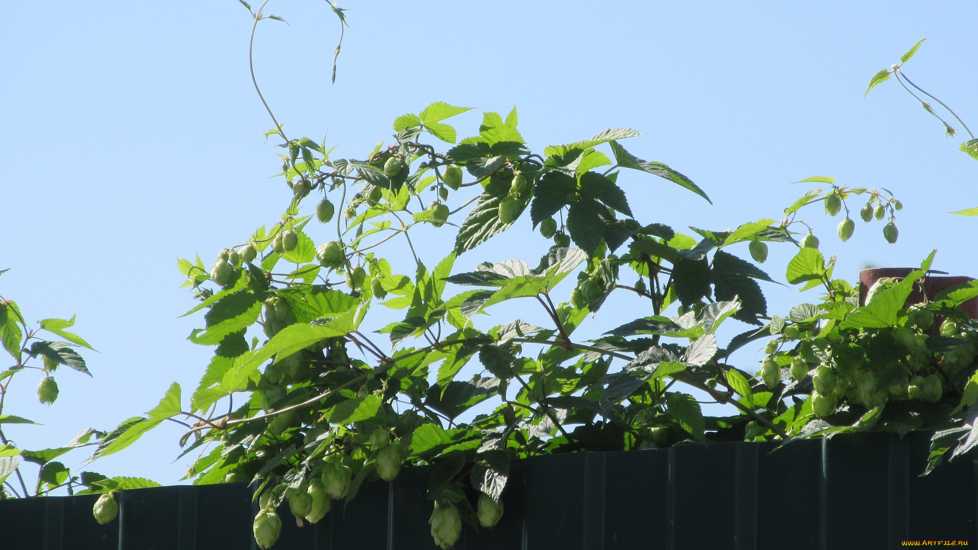 природа, листья, хмель