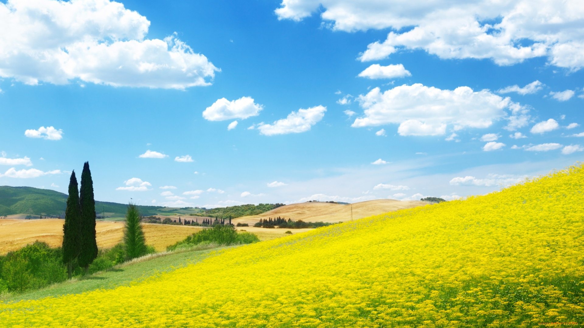 природа, луга, голубое, небо, луг, цветы, поле