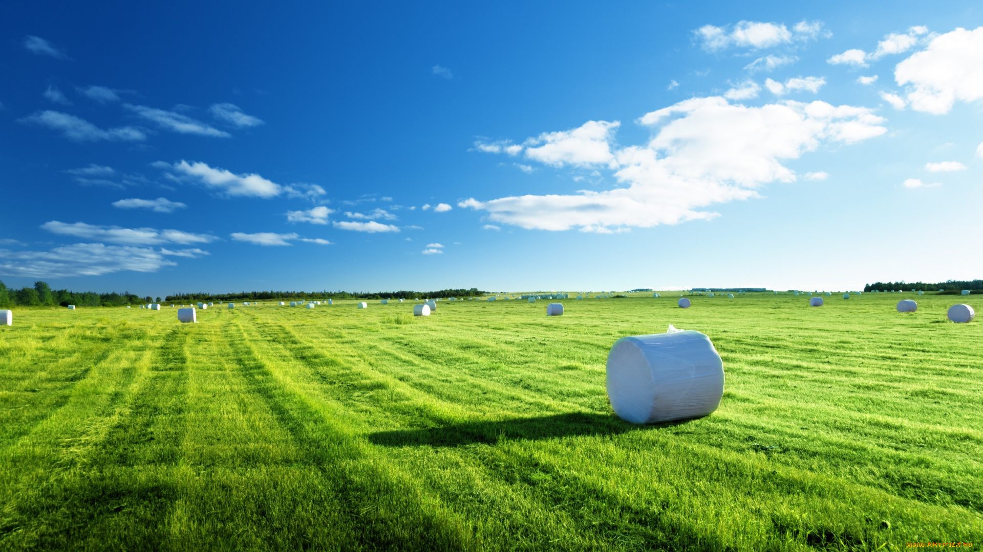 природа, поля, травка, поле, сено, голубое, небо