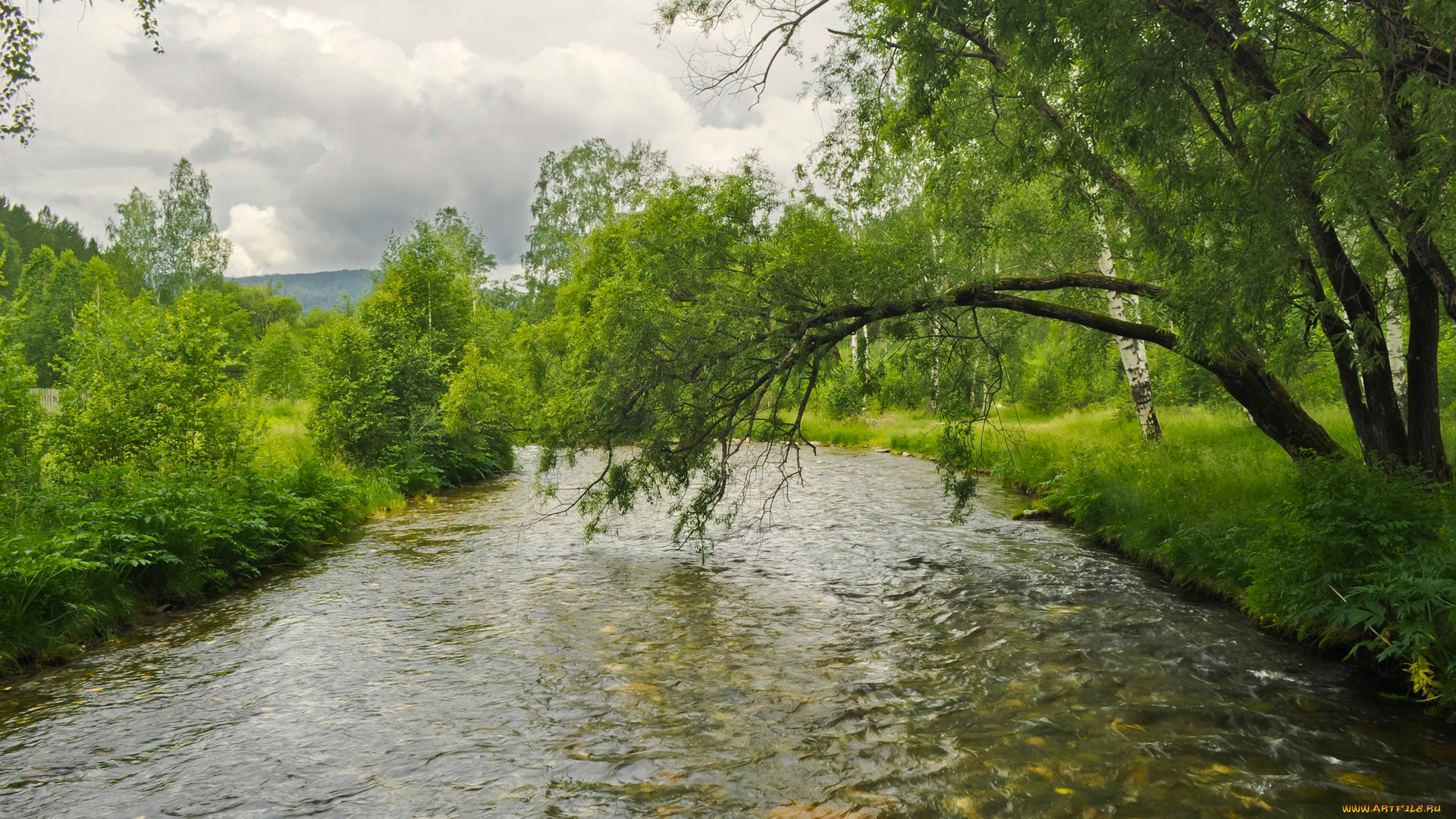 природа, реки, озера, лето, деревья, река