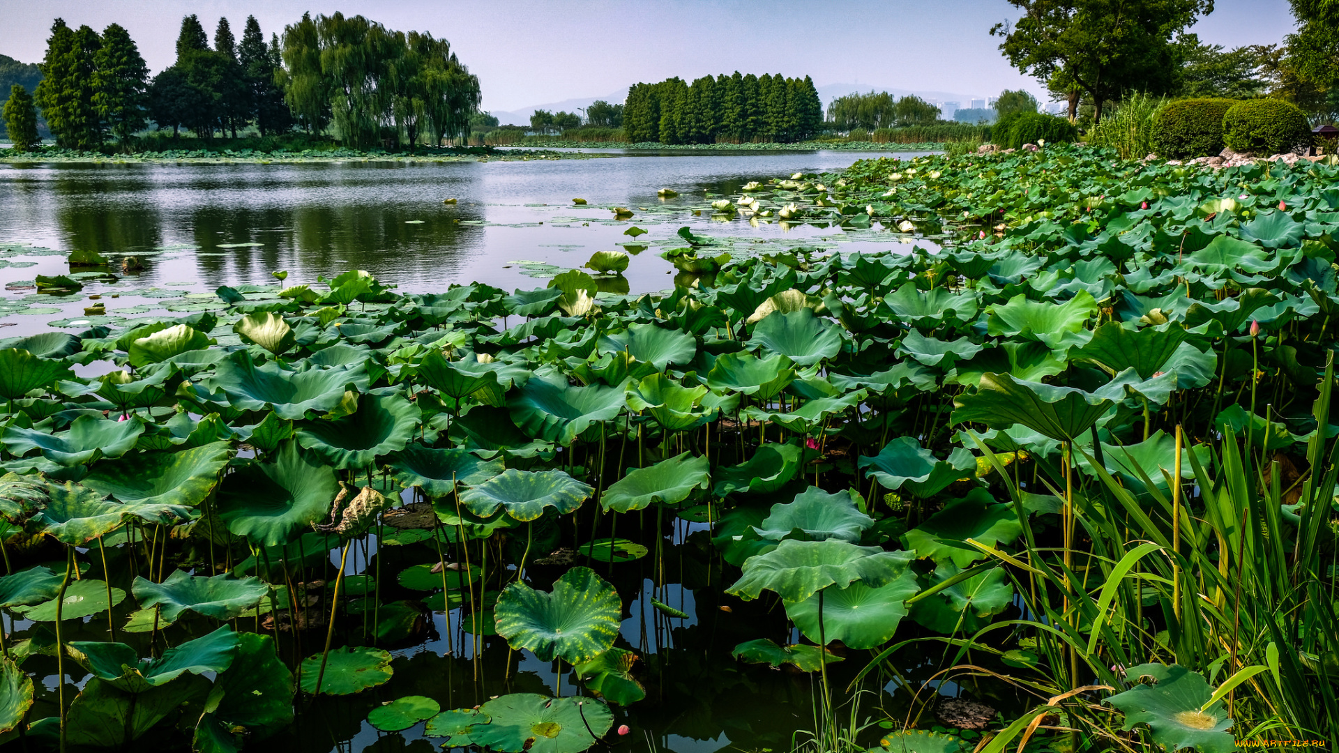 природа, реки, озера, простор